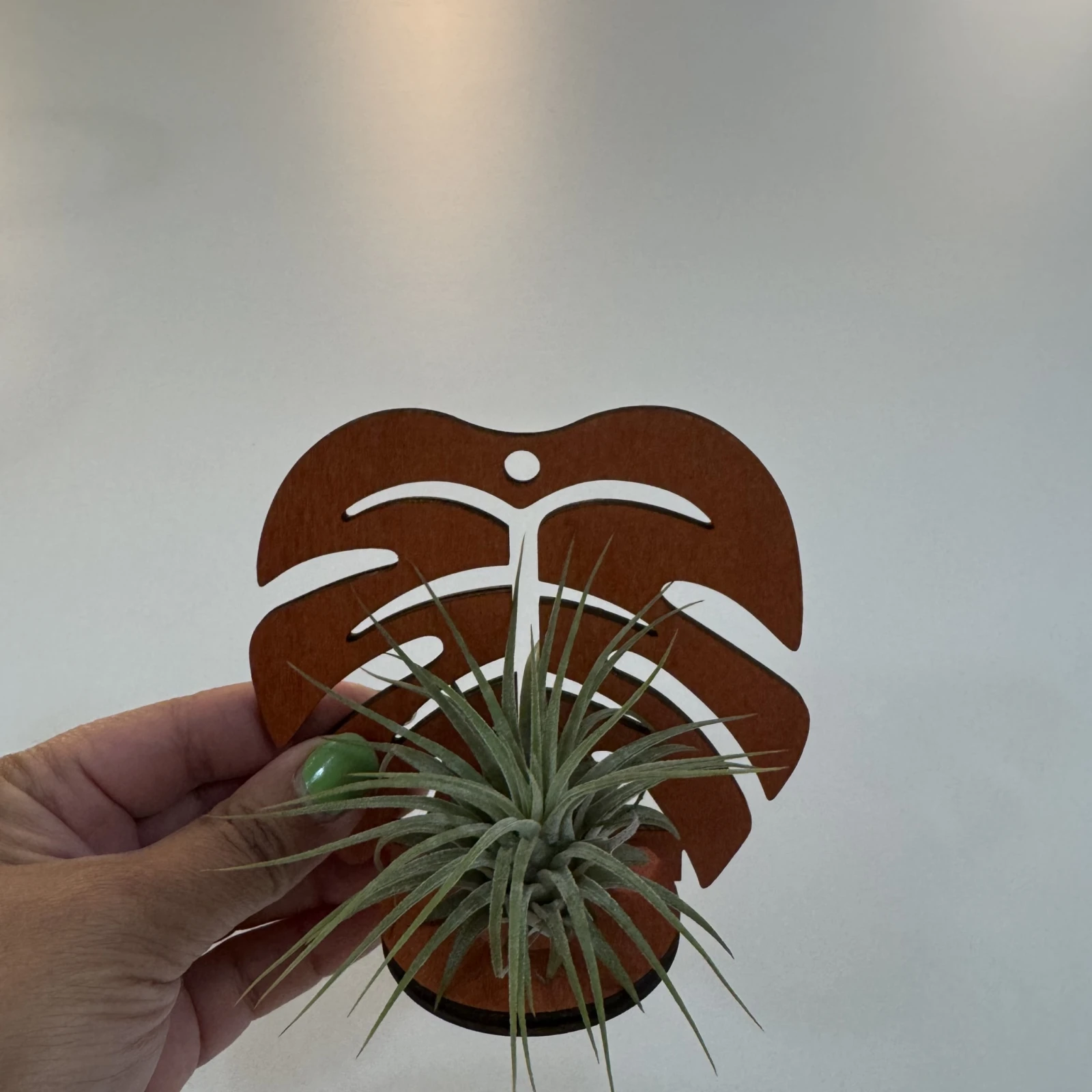 Wooden Air Plant Holder Wall Mount displaying live air plant with green foliage