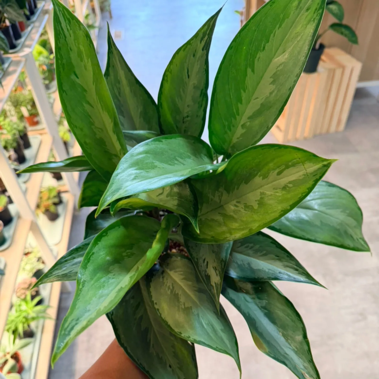 Aglaonema Silverado houseplant with silvery-green variegated leaves in terracotta pot indoors