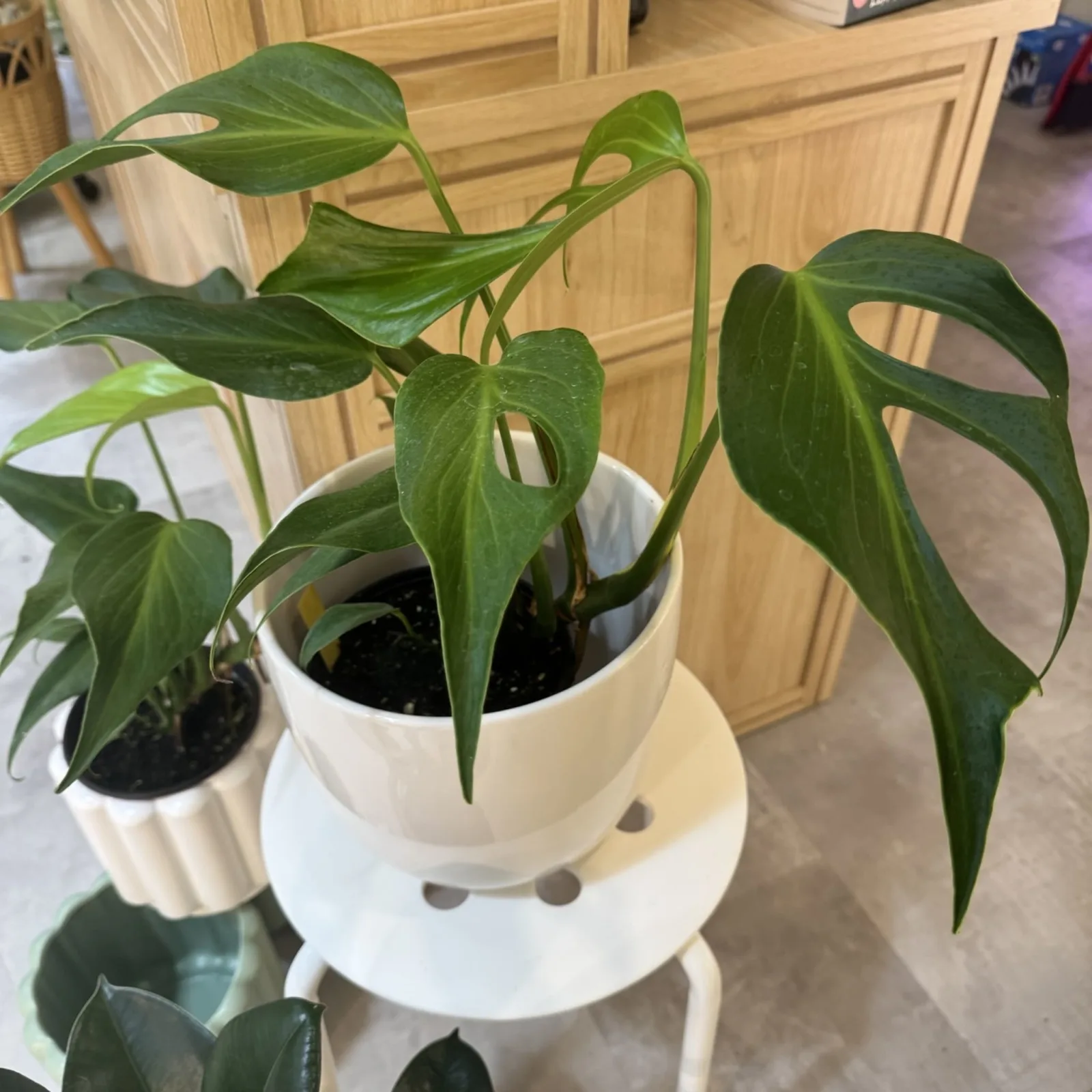 Monstera Burle Marx Flame 6" houseplant with green leaves in white ceramic pot.