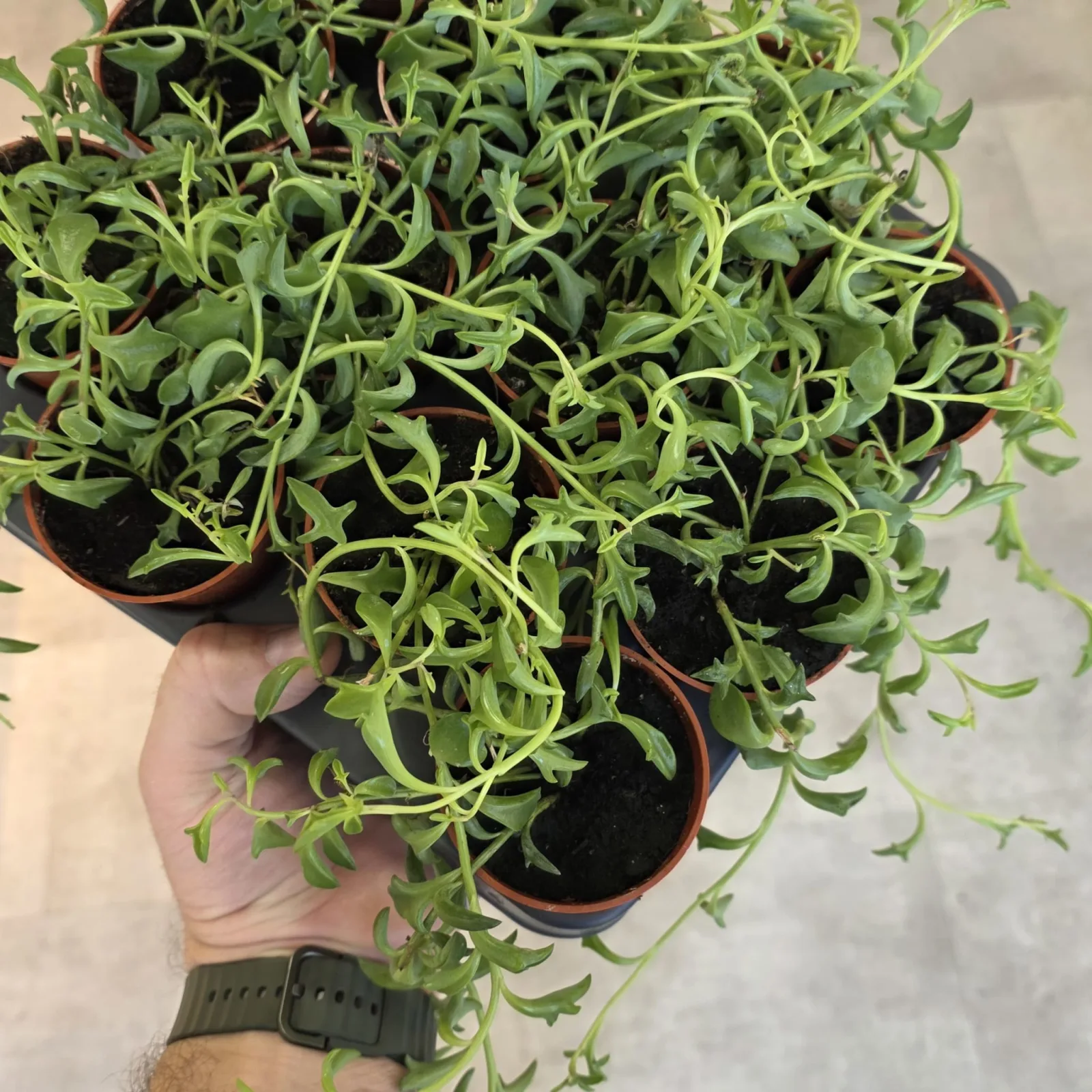 String of Dolphins houseplant with trailing succulent stems in terracotta pot, held in hand.