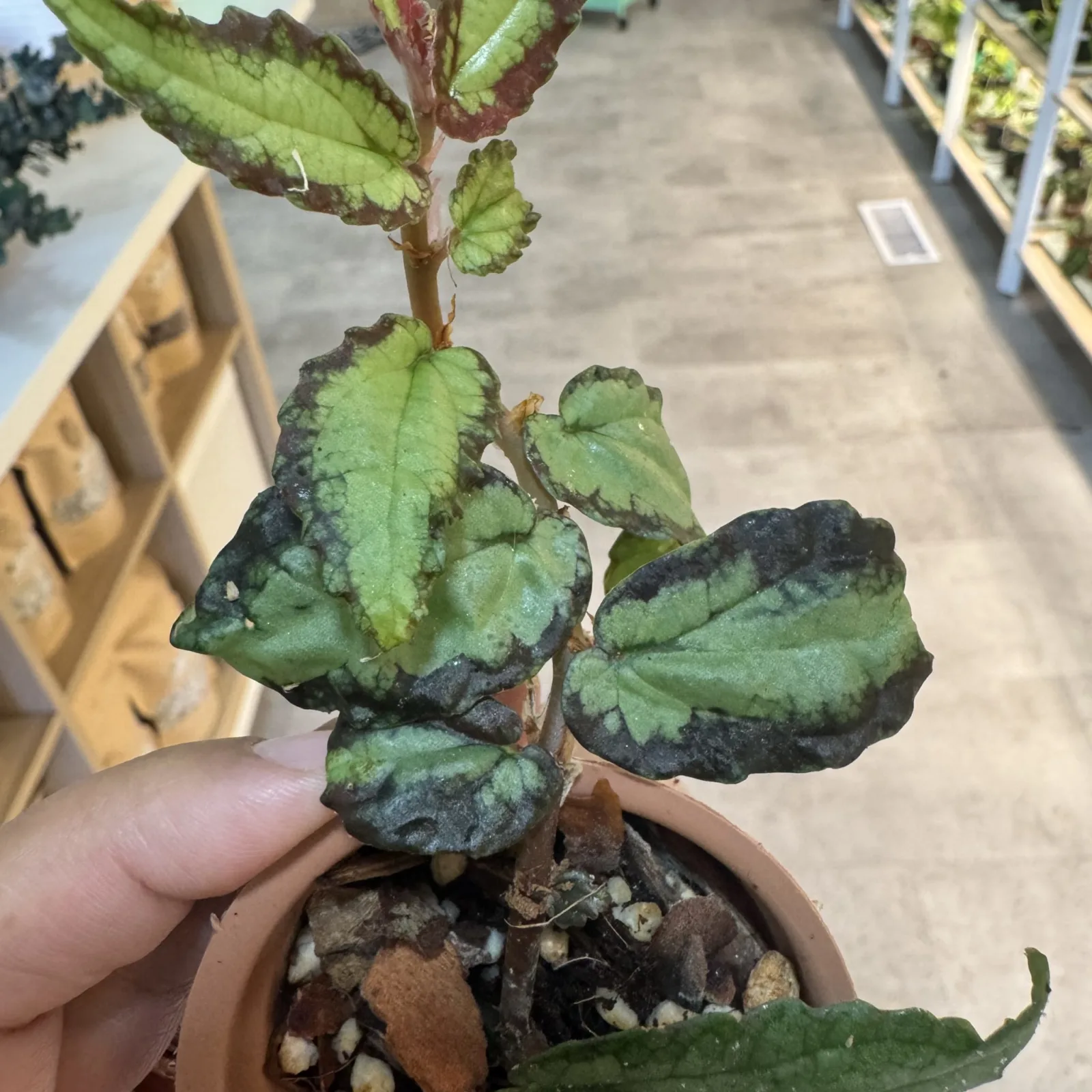 Pellionia Repens houseplant with dark spotted leaves in terracotta pot, close-up view.