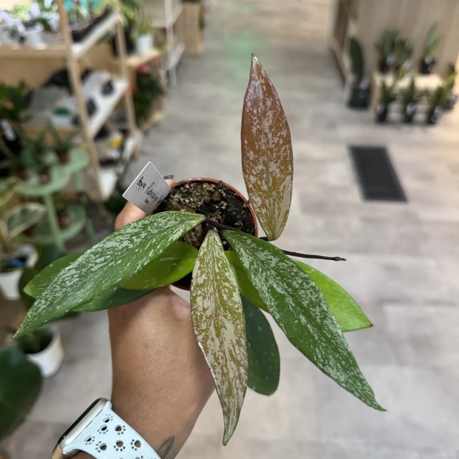 Hoya Pubicalyx Splash houseplant with variegated green and cream leaves in small pot.