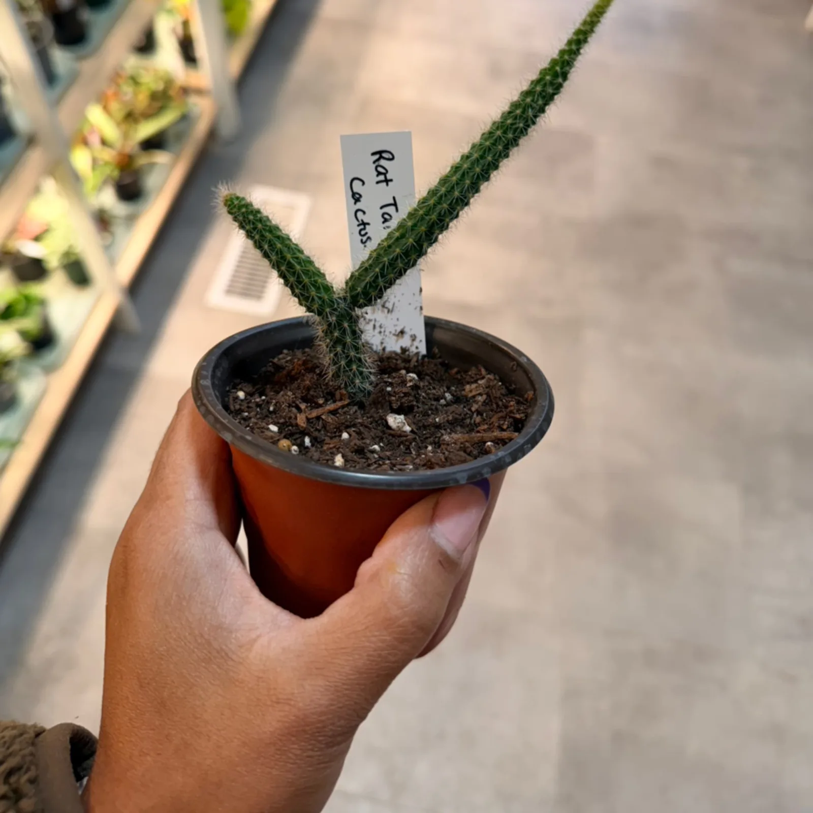 Rat Tail Cactus small potted plant with green trailing stems in terra cotta pot.