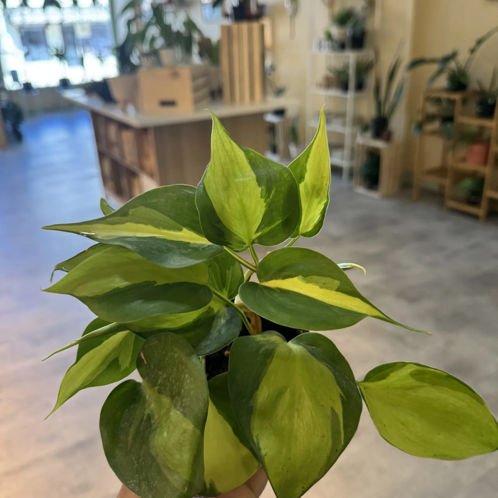 Philodendron Brasil houseplant with variegated green and yellow leaves in pot, indoor setting.