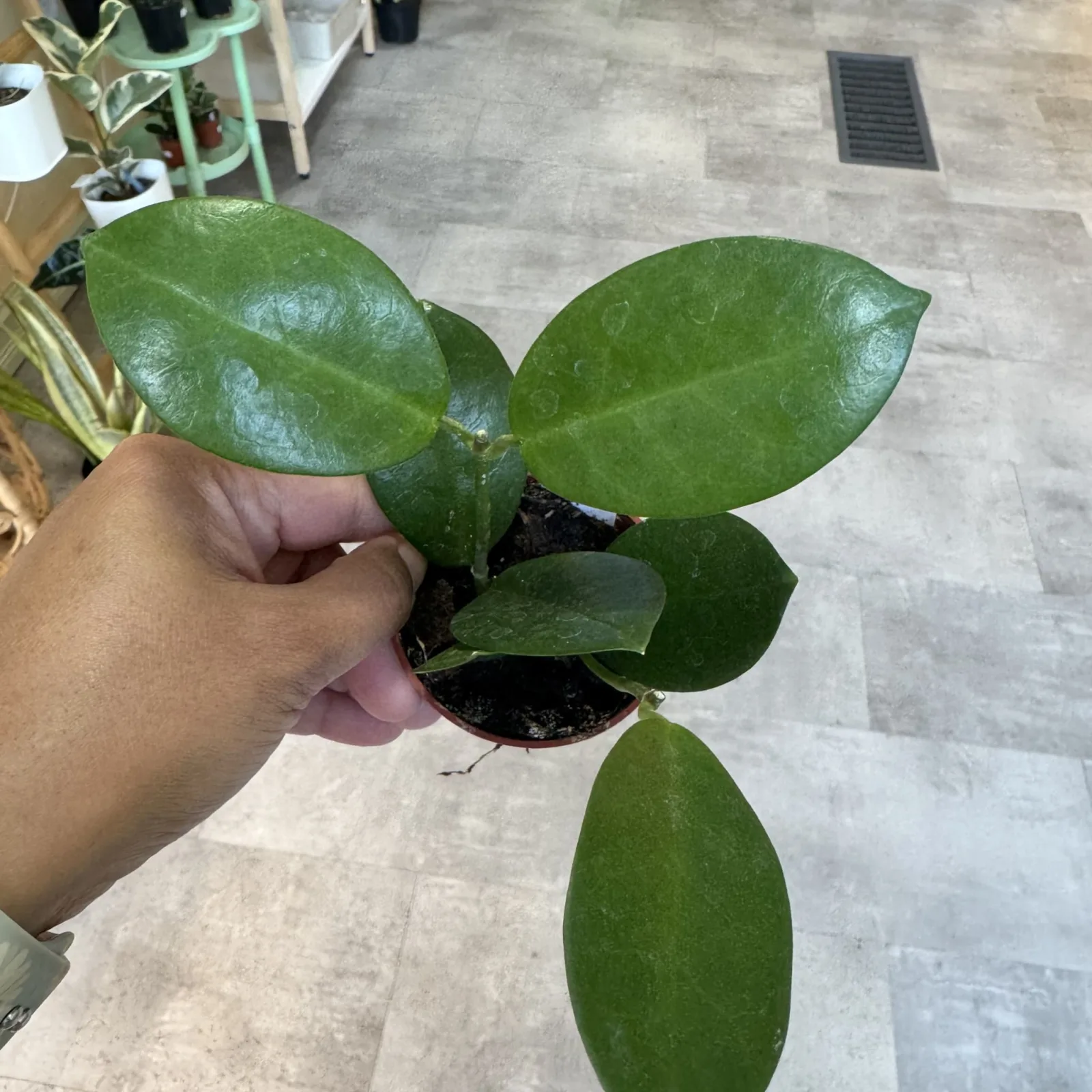 Hoya Australis houseplant with glossy green oval leaves in small black nursery pot.
