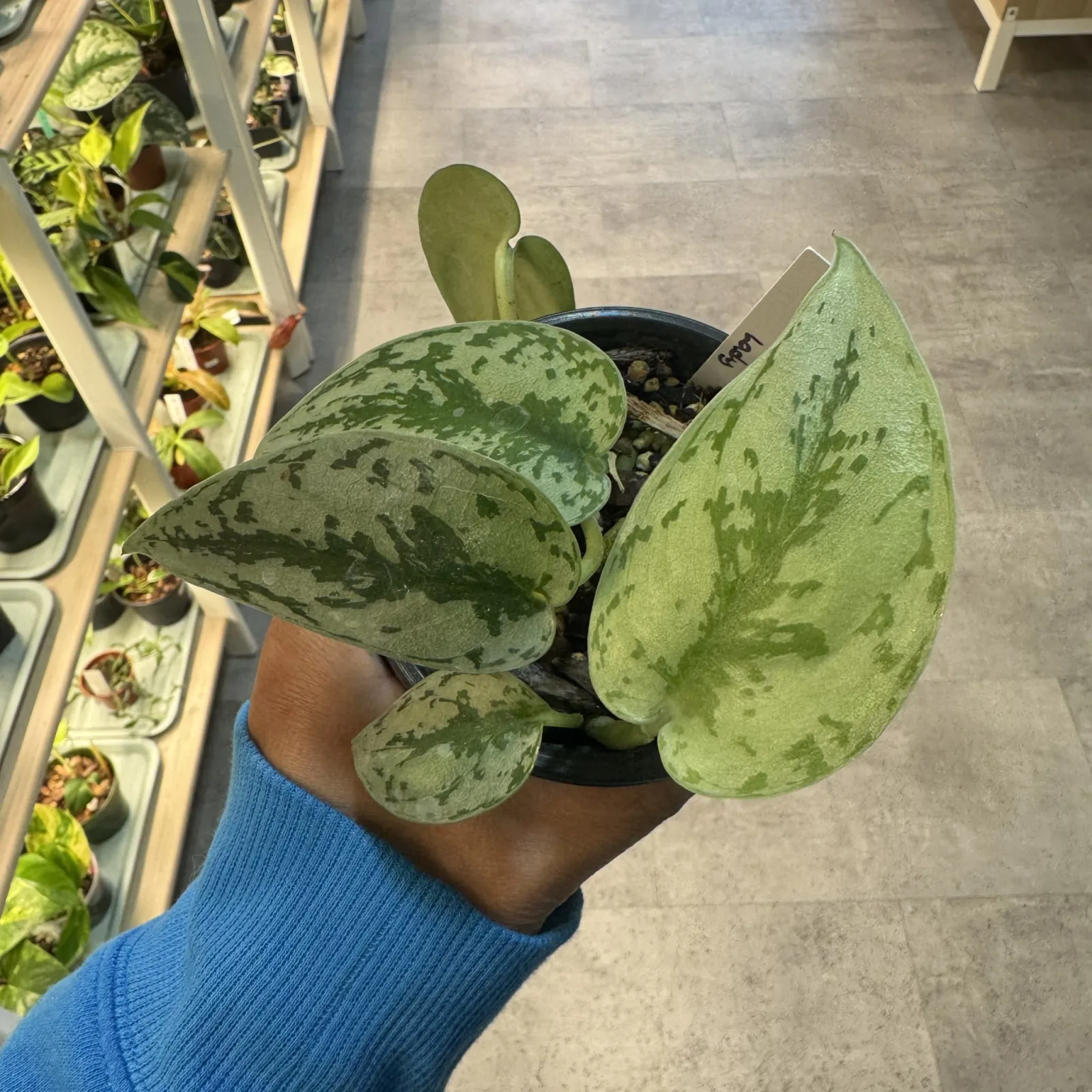 Scindapsus Silver Lady with variegated green and silver leaves in black pot, held in hand.