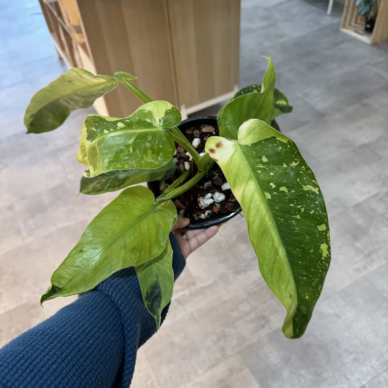 Philodendron Jose Bueno houseplant with green leaves in small black pot, held in hand.