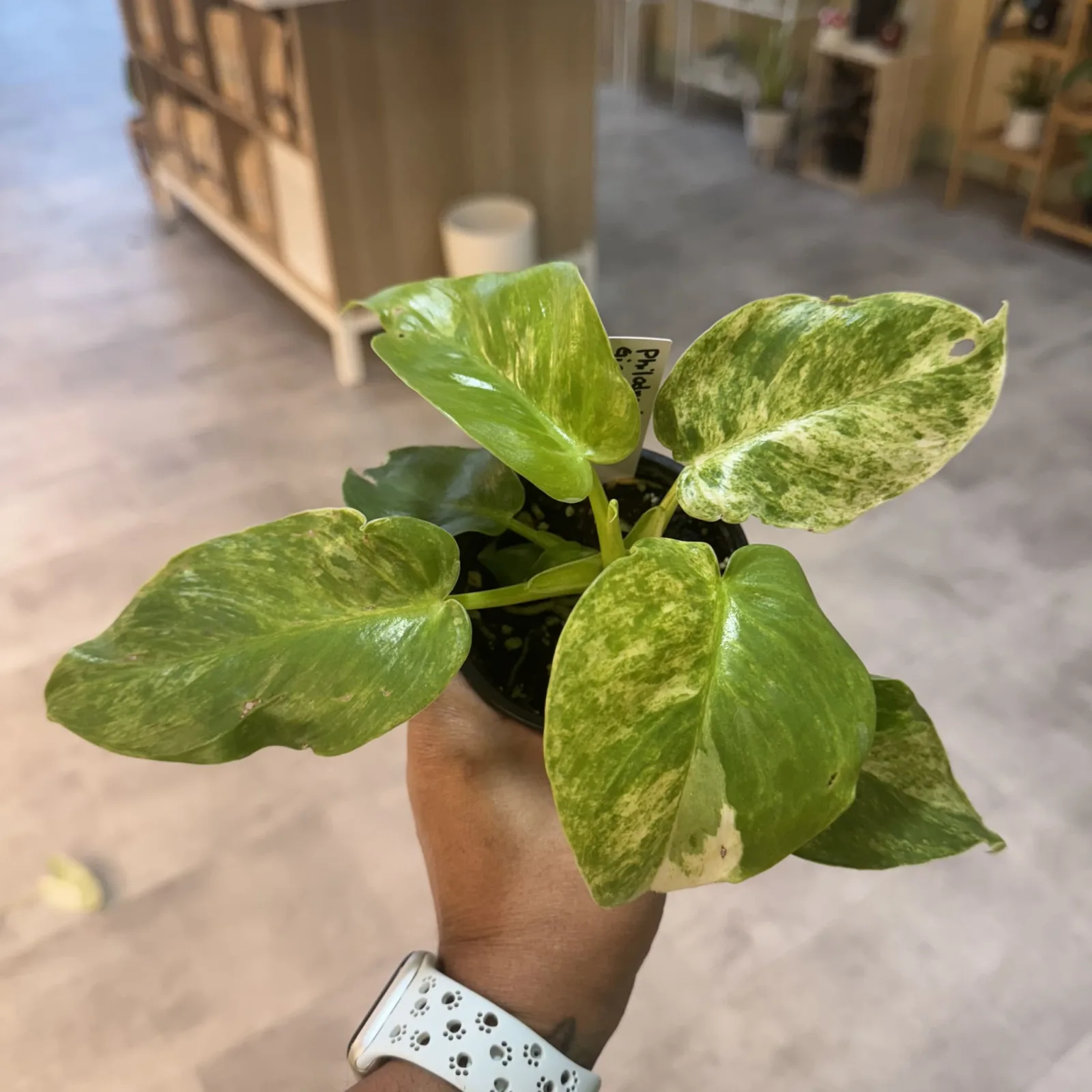 Philodendron Giganteum Blizzard with variegated green and white leaves in black pot