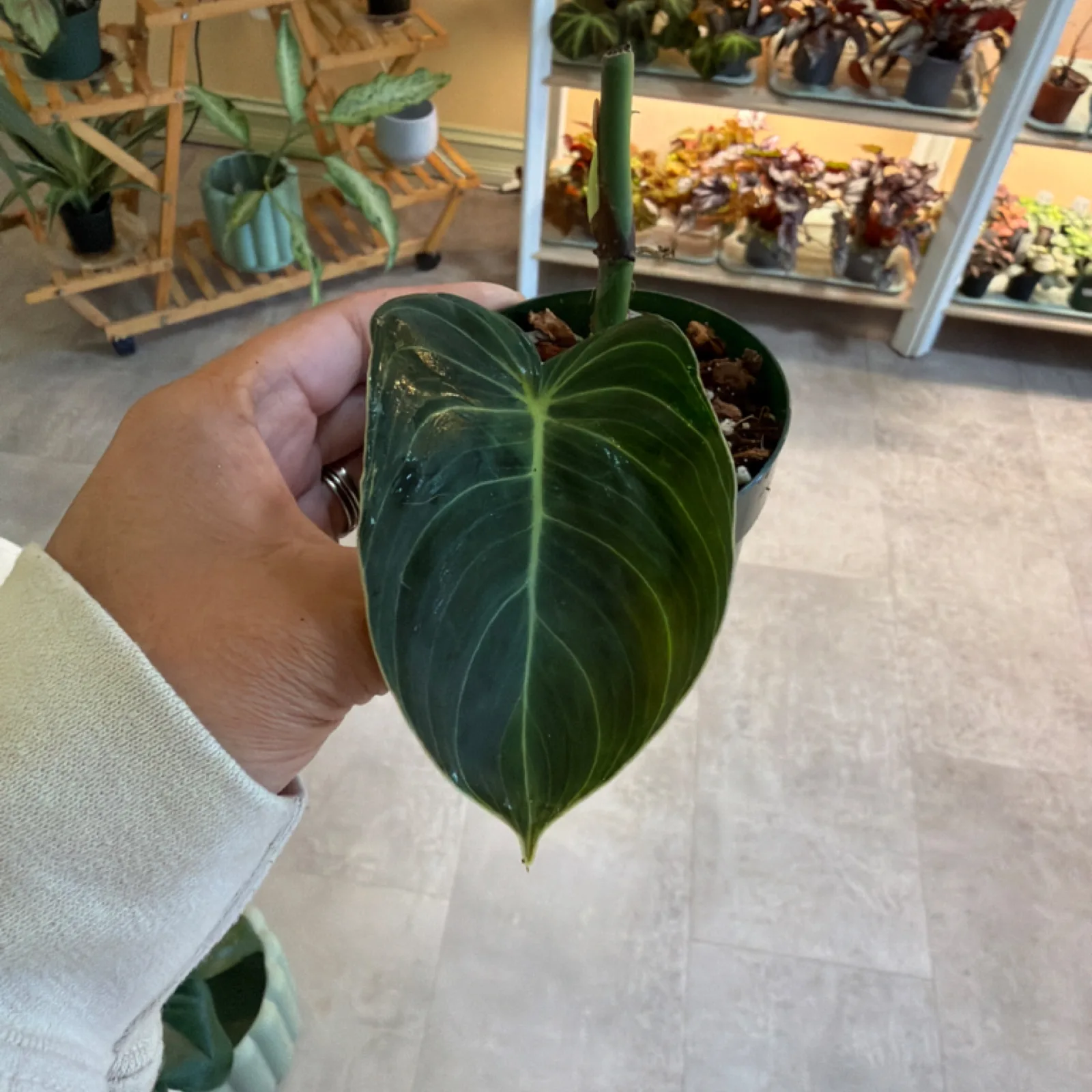 Philodendron Melanochrysum with dark green heart-shaped leaf in small black pot, held in hand.