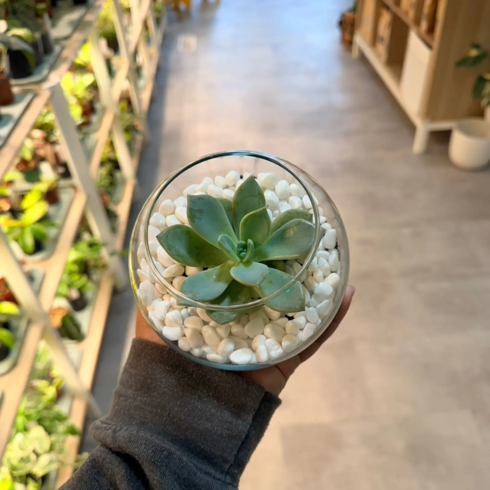 Succulent in Glass Vessel with green rosette and white pebbles, held in hand outdoors.