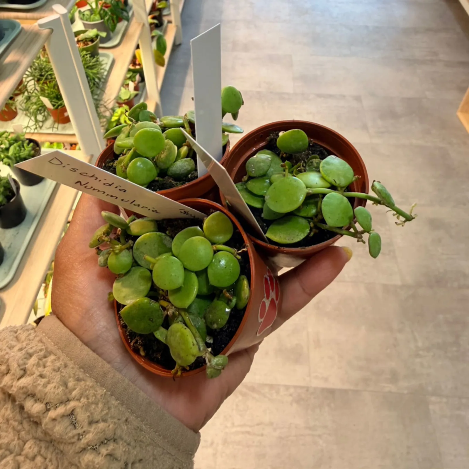 Dischidia Nummularia in terracotta pot with round green leaves and trailing stems