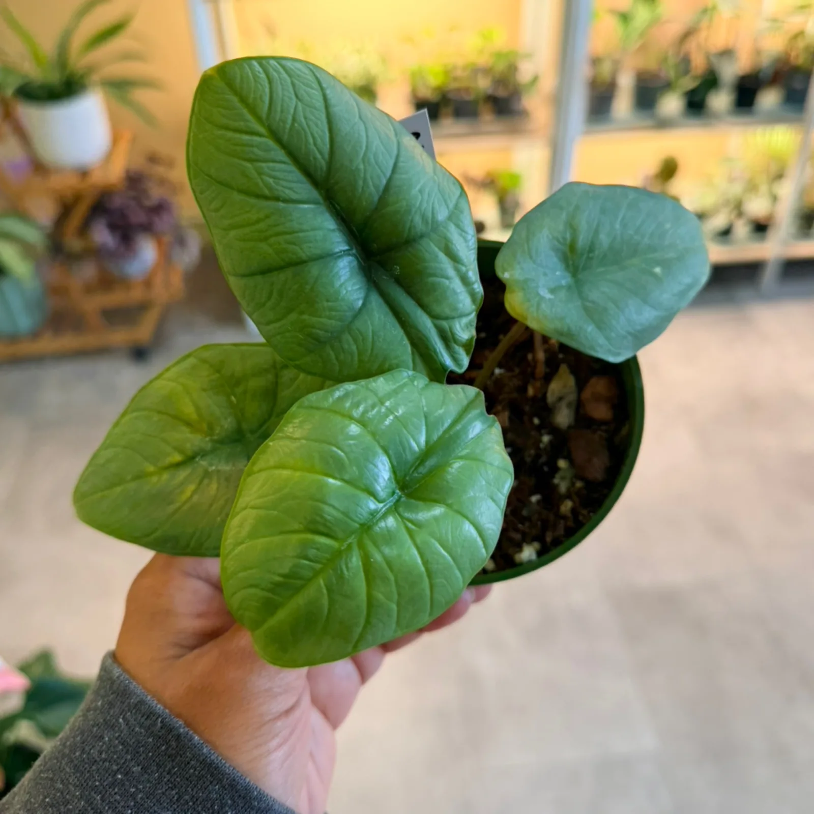 Alocasia Bisma houseplant with green leaves in black pot, held in hand.