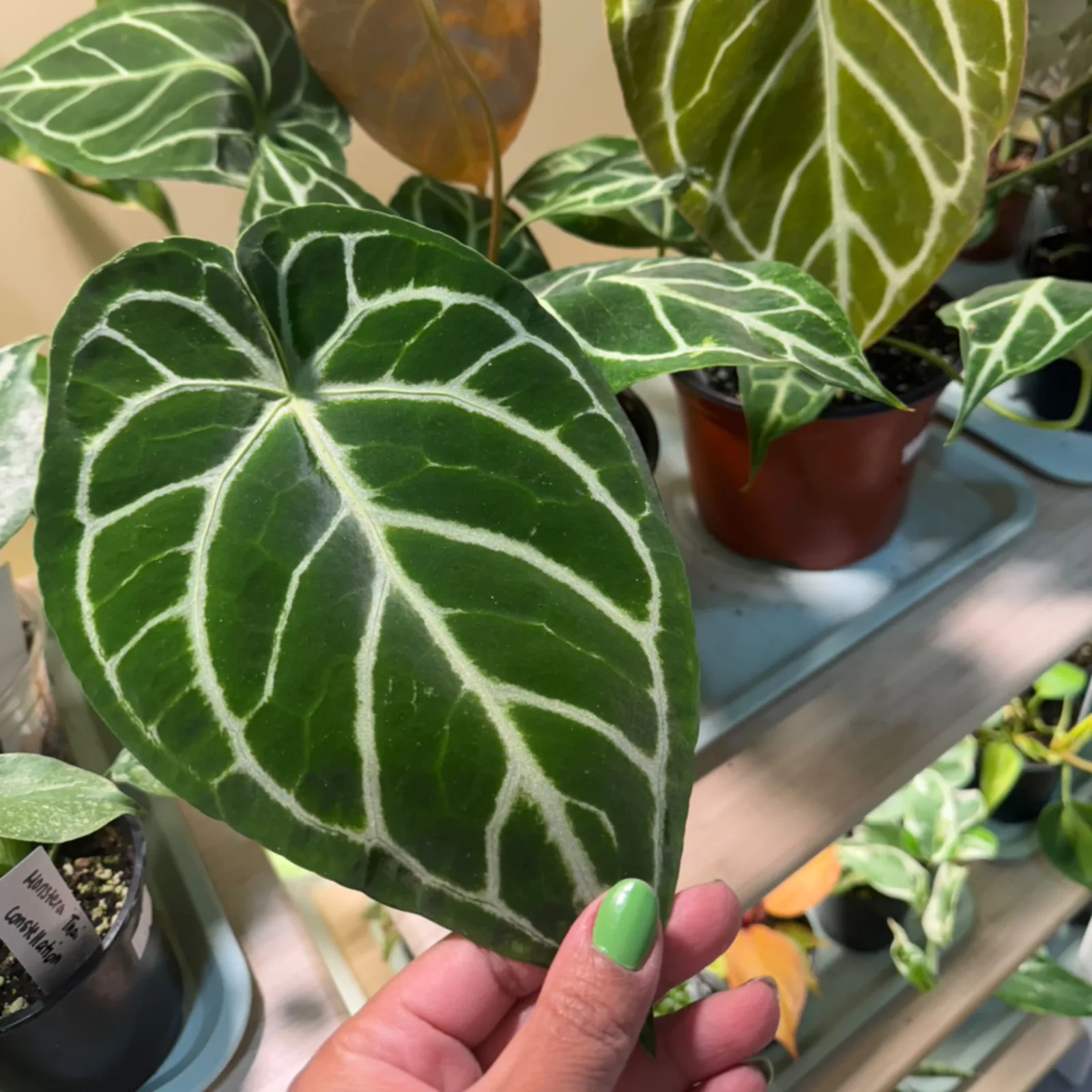 Anthurium Dorayaki houseplant with striking white-veined green leaves in terracotta pot