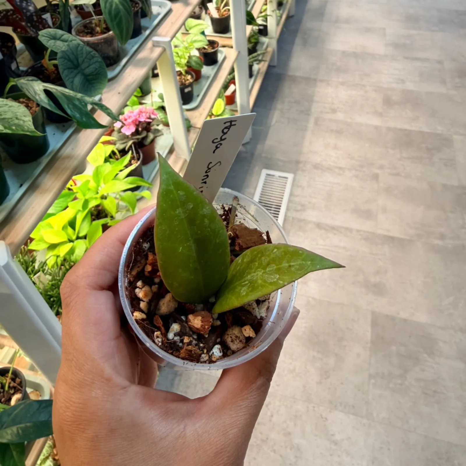 Hoya Sunrise small potted plant with green leaves in clear plastic nursery pot