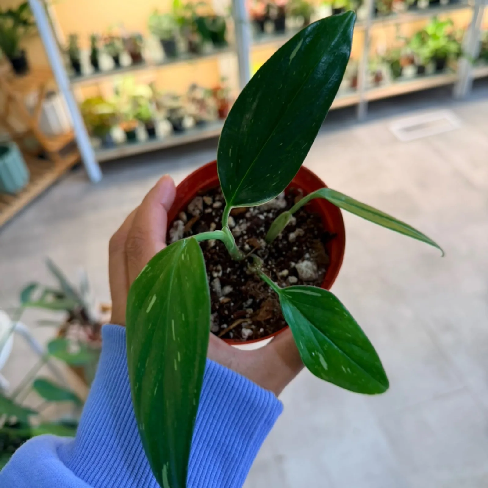 Monstera Standleyana Albo young plant with variegated leaves in red ceramic pot