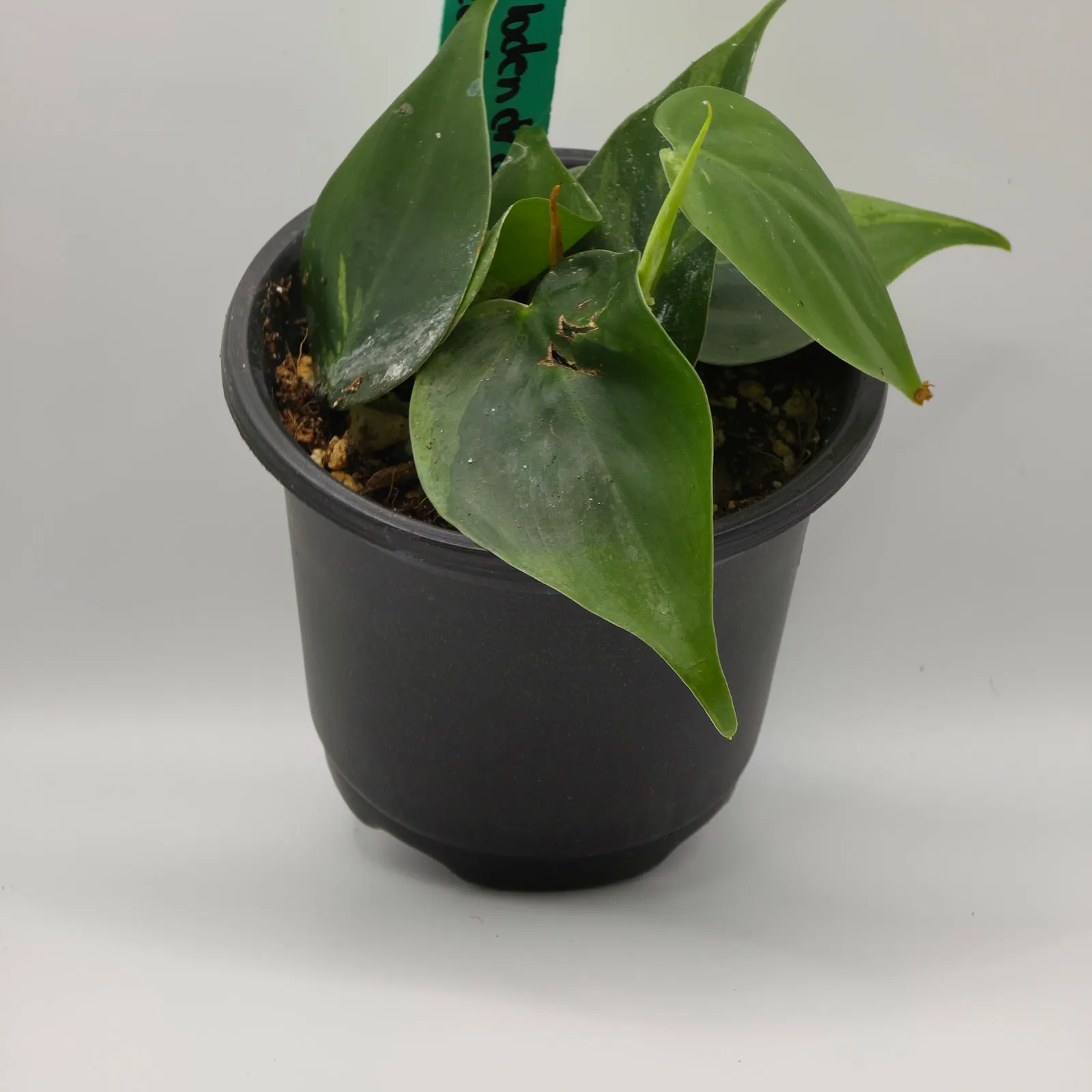Philodendron Heartleaf Variegated — image 2