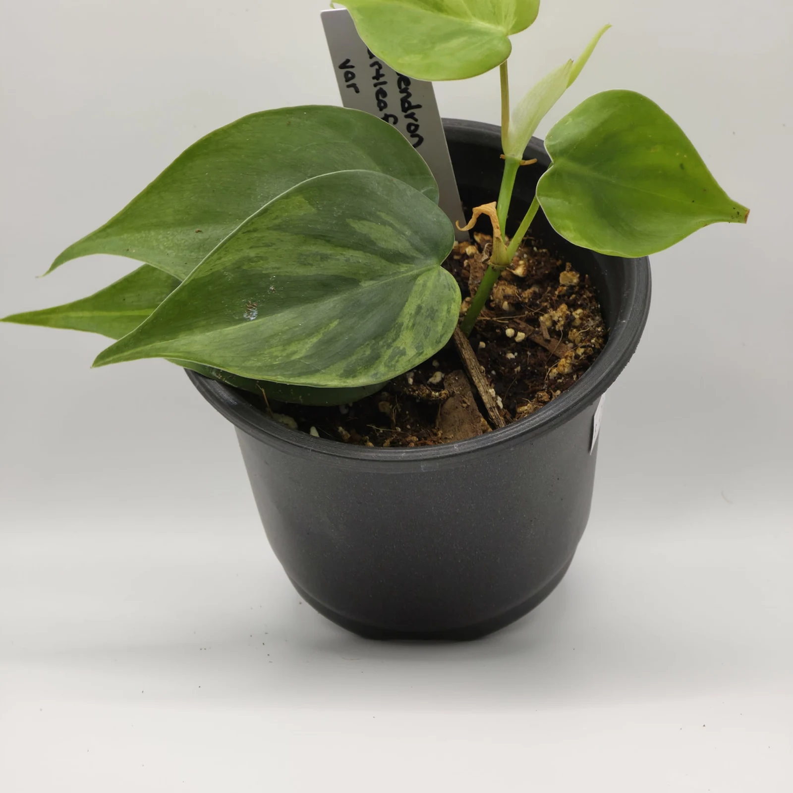 Philodendron Heartleaf Variegated plant with green leaves in black pot.