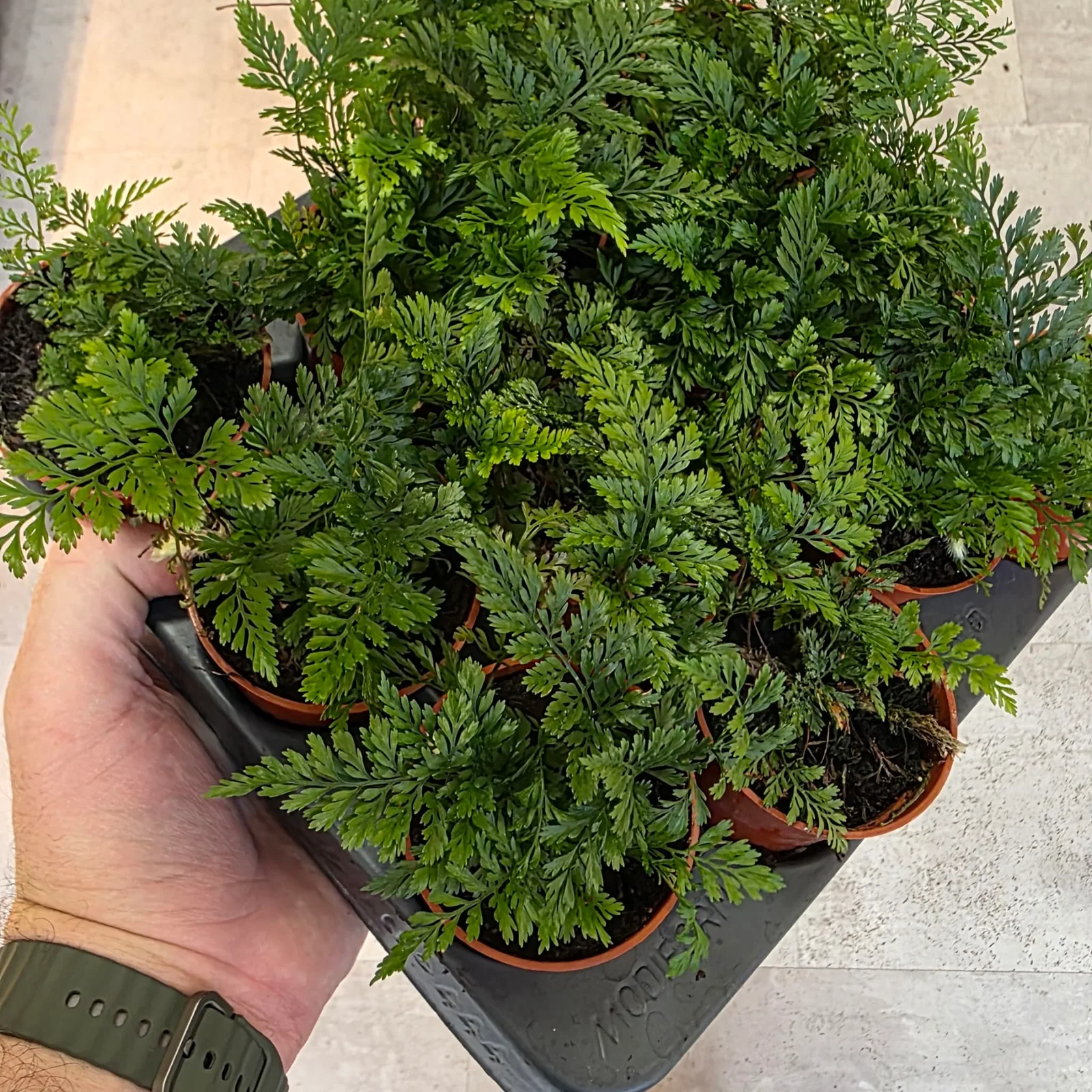 Rabbit's Foot Fern — image 2