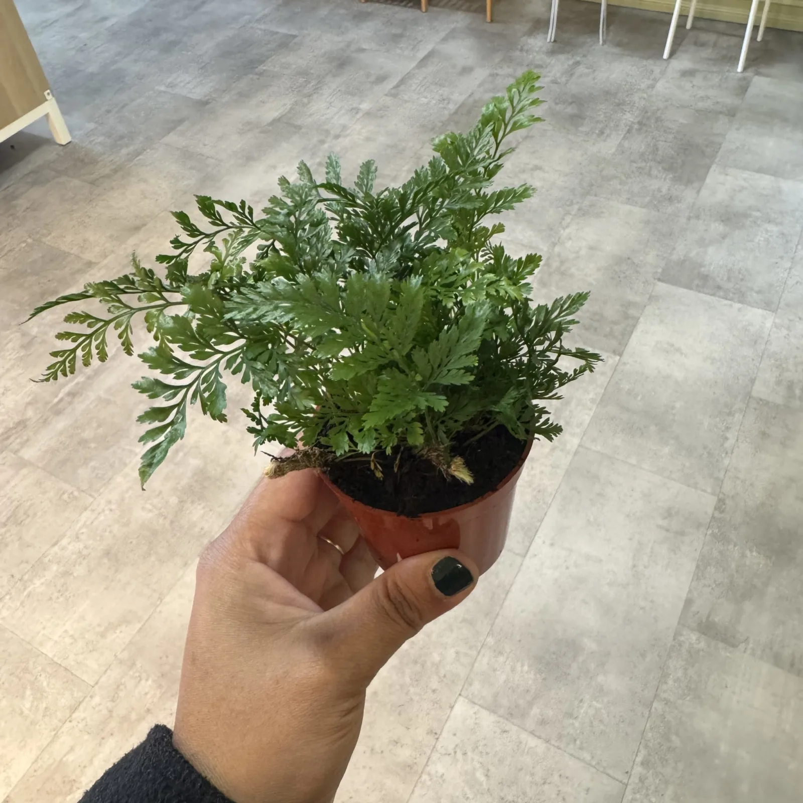 Rabbit's Foot Fern in small black pot held in hand, green feathery fronds