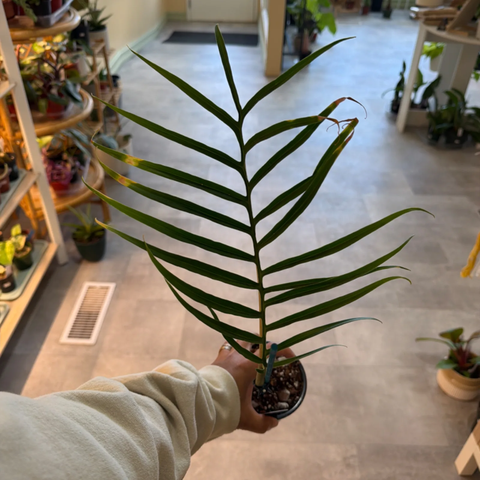 Philodendron Tortum with slender green leaves in small black pot, held in hand.