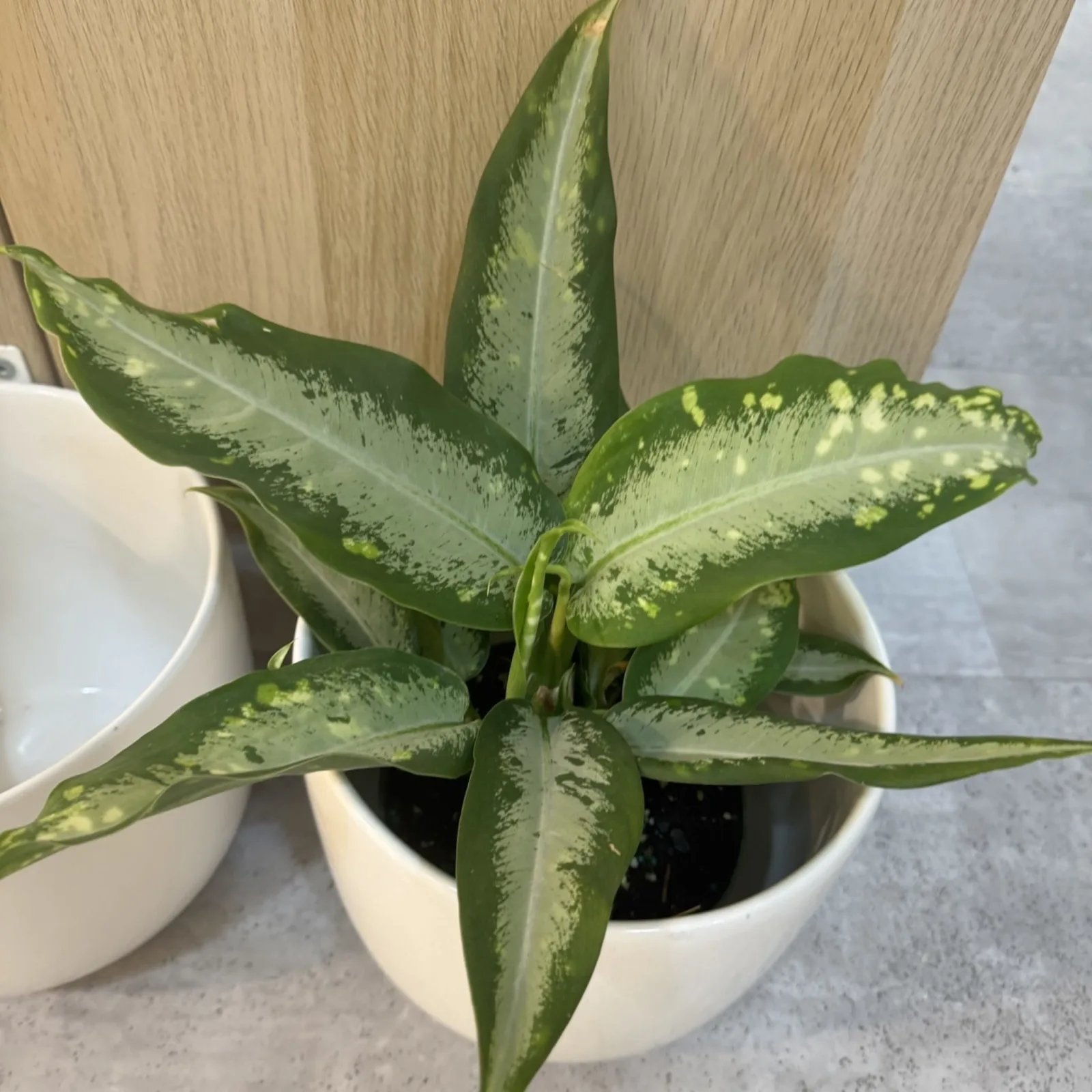 Dieffenbachia Panther houseplant with spotted green leaves in white ceramic pot.