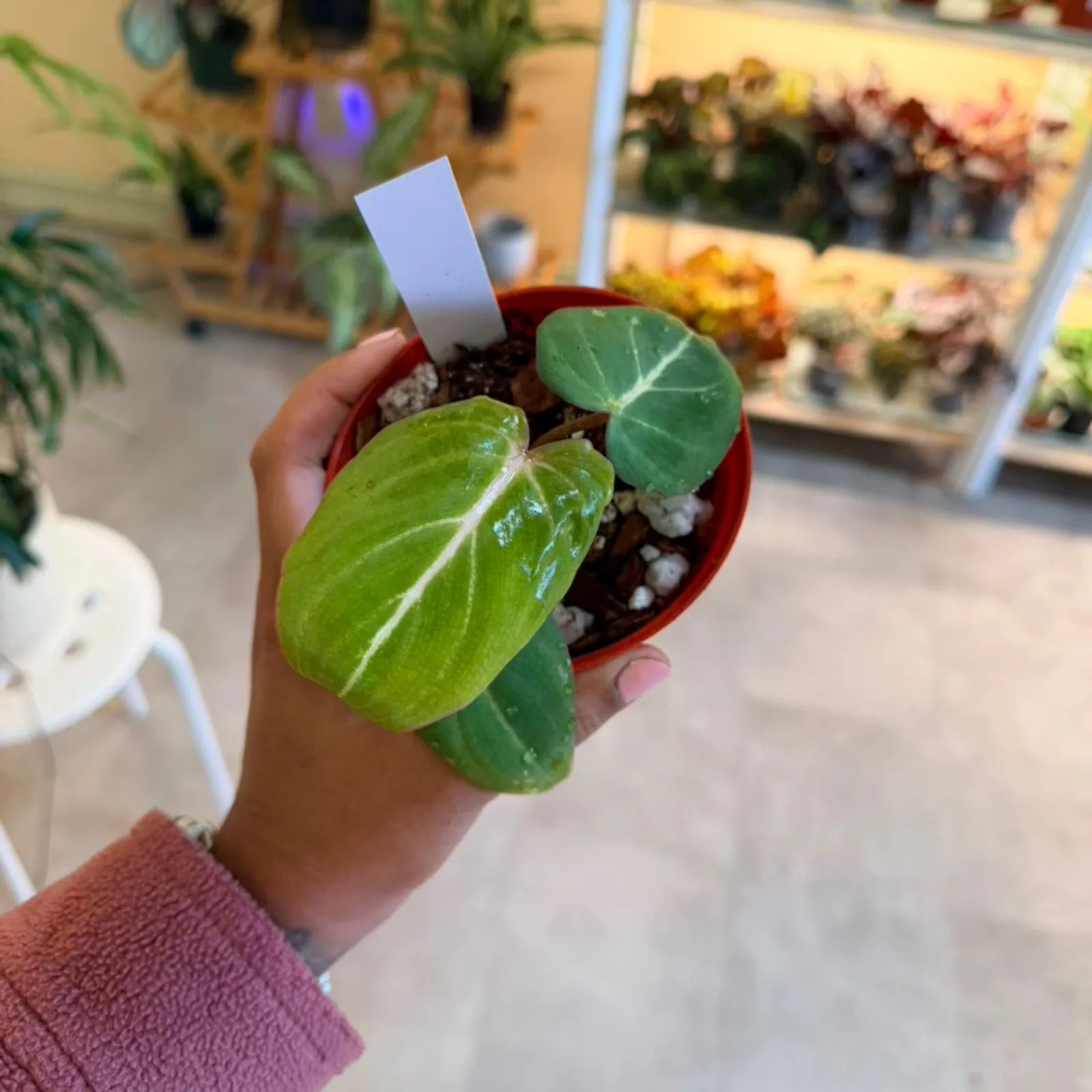 Philodendron Gloriosum small plant with heart-shaped leaves in red ceramic pot held in hand.
