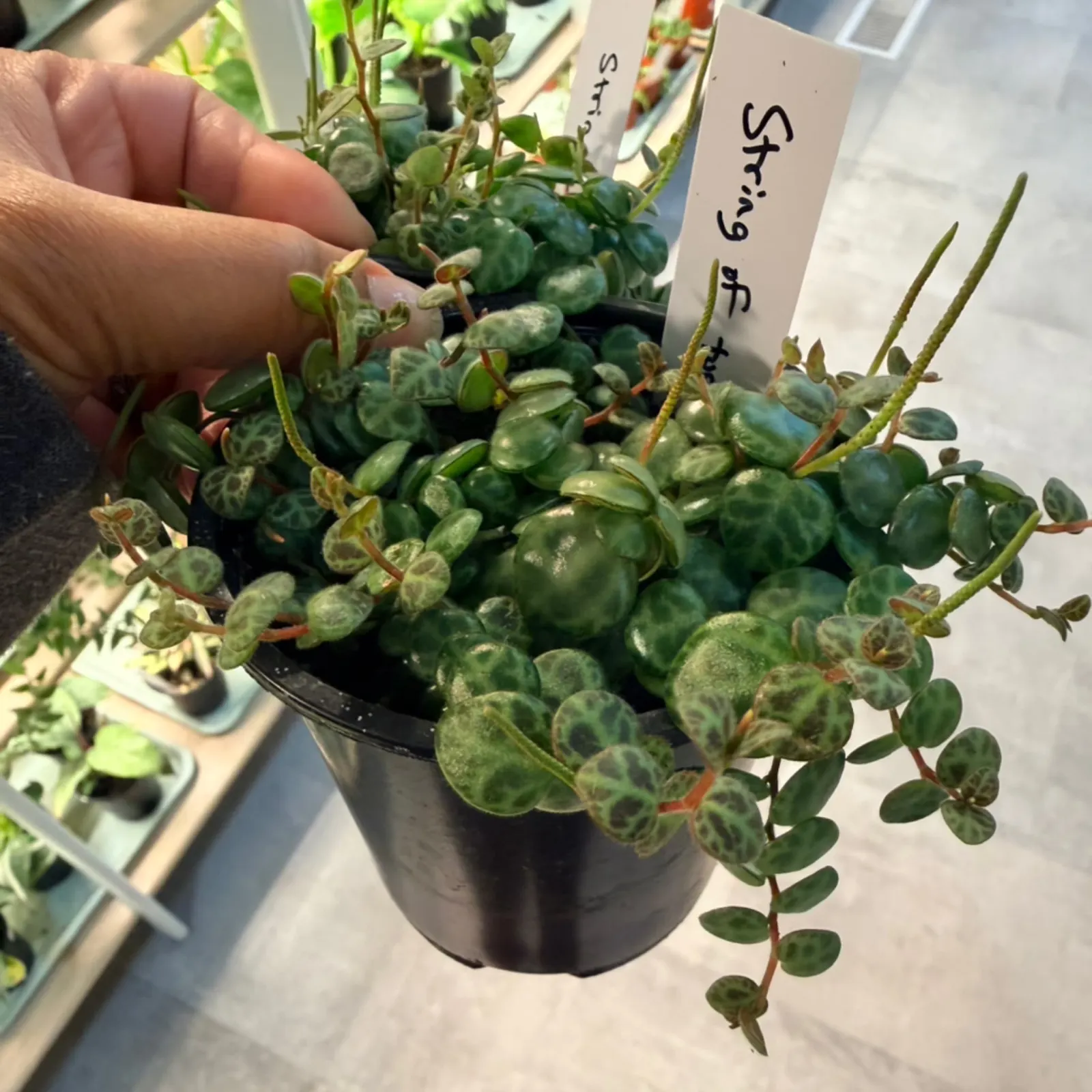 String of Turtles houseplant with round leaves in black plastic pot, hand holding label.