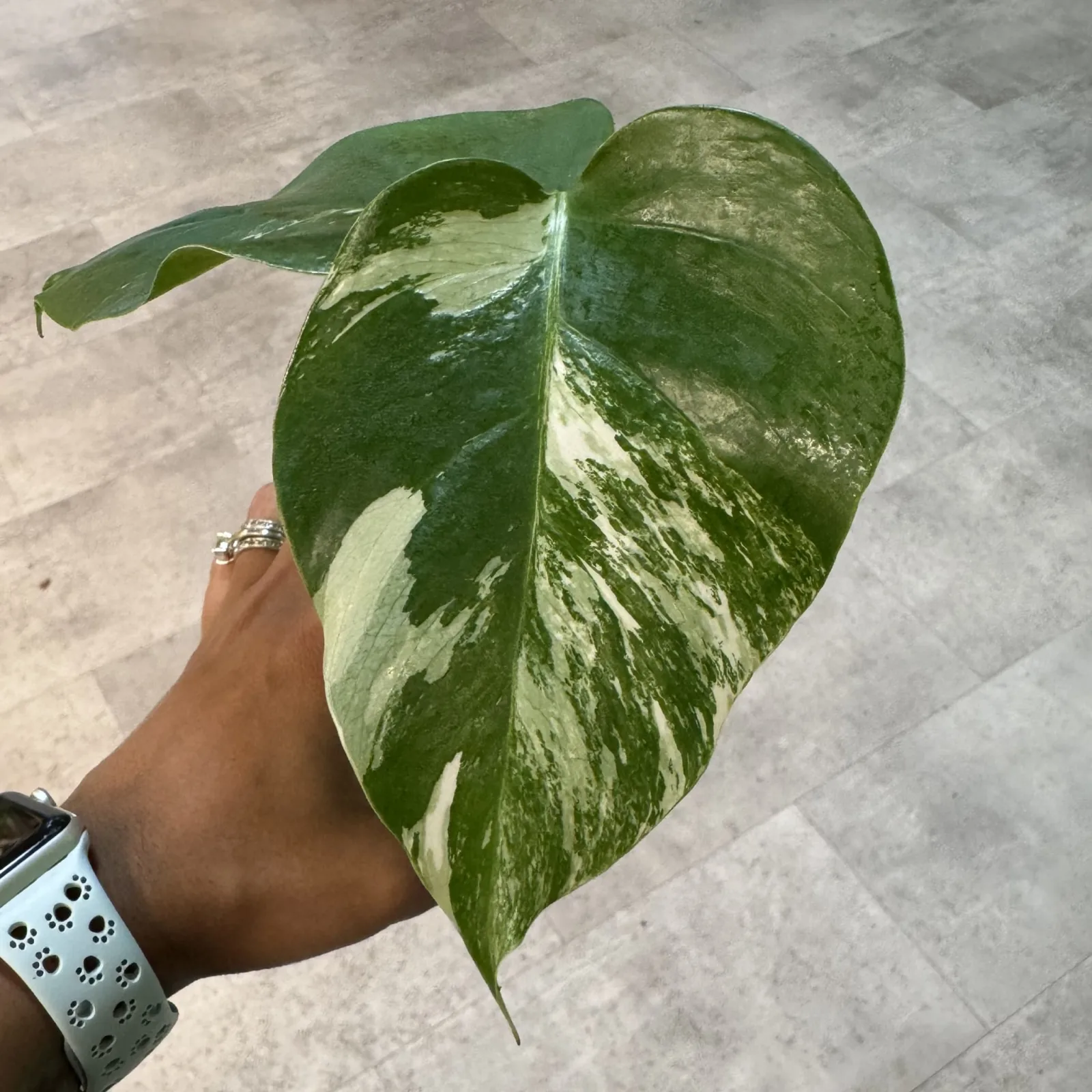 Monstera Albo medium variegation plant with white-striped green leaves in small pot.