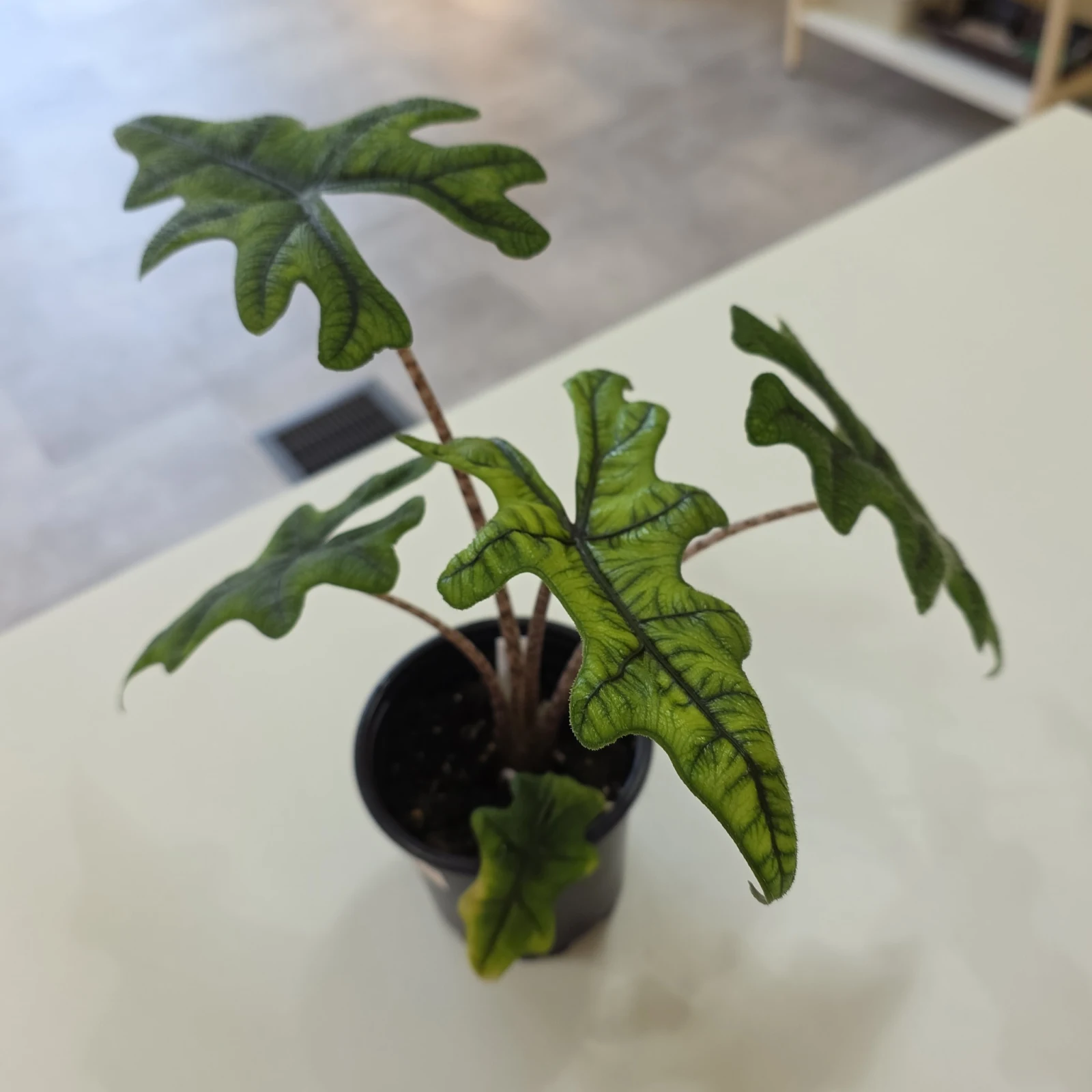 Alocasia Jacklyn houseplant with deeply lobed green leaves in small black pot.