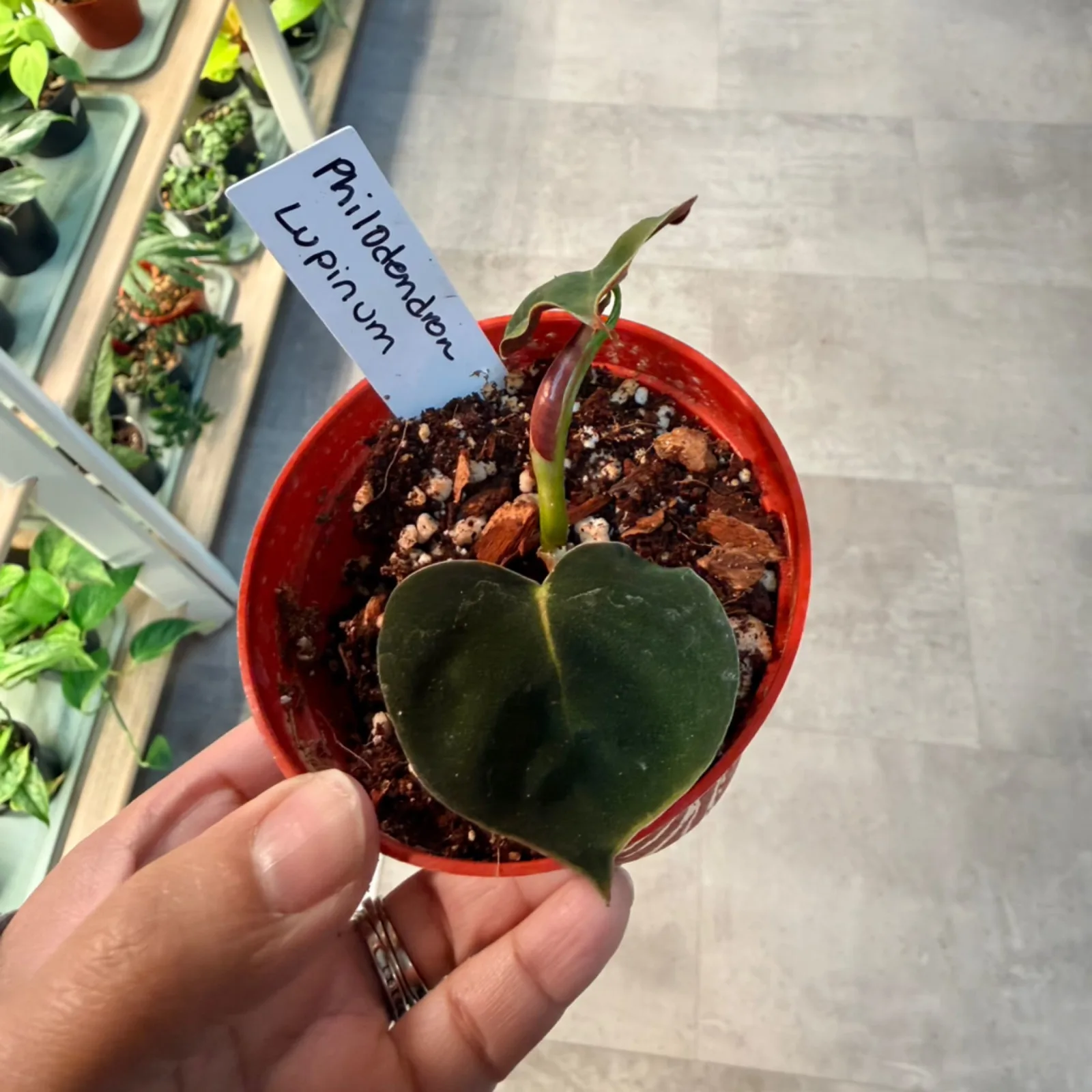 Philodendron Lupinum in red pot with heart-shaped leaf and plant label