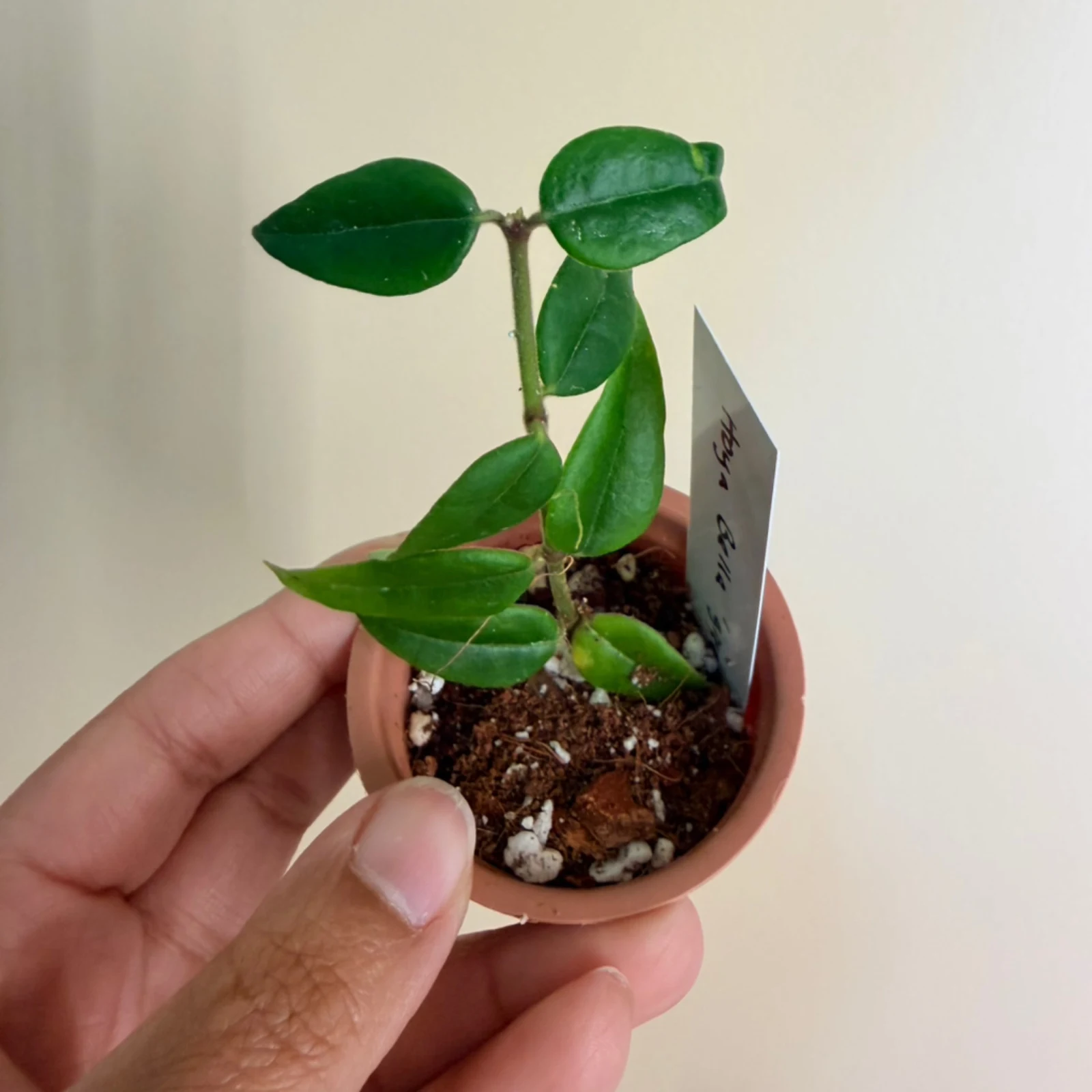 Hoya Bella 'Green' small potted plant with green oval leaves in terracotta pot.