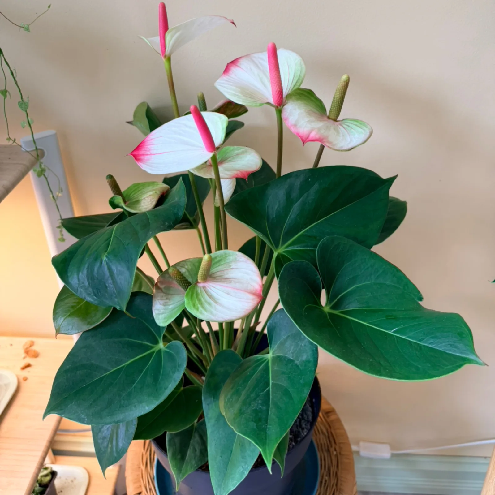 Anthurium 'Amalia Elegans' with pink and white flowers in dark ceramic pot.