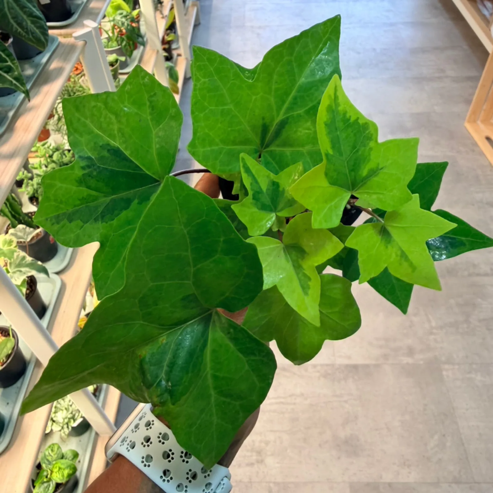 Ivy houseplant with heart-shaped green leaves in white decorative pot indoors.