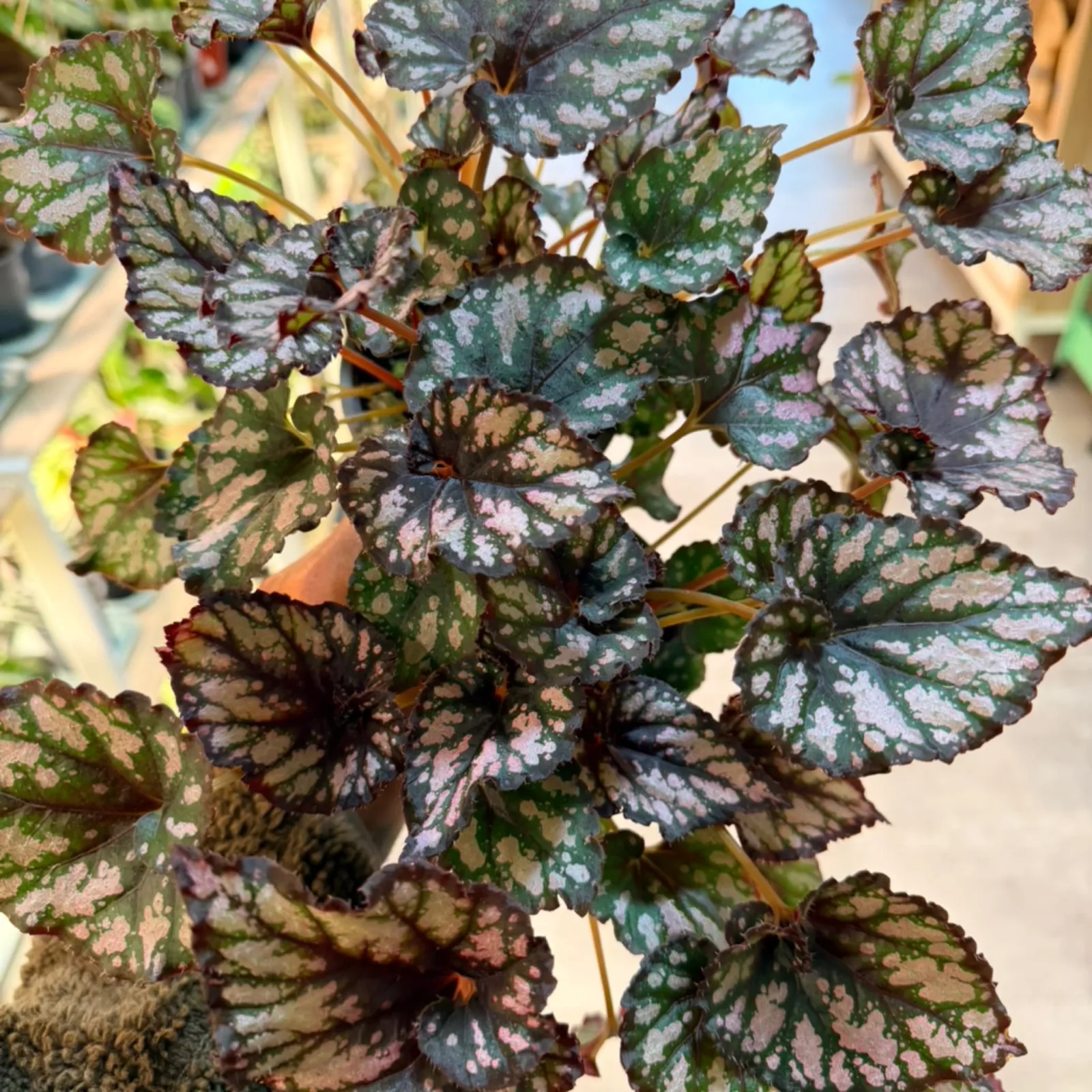 Rex Begonia Silver & Purple Spiral with distinctive patterned foliage indoors