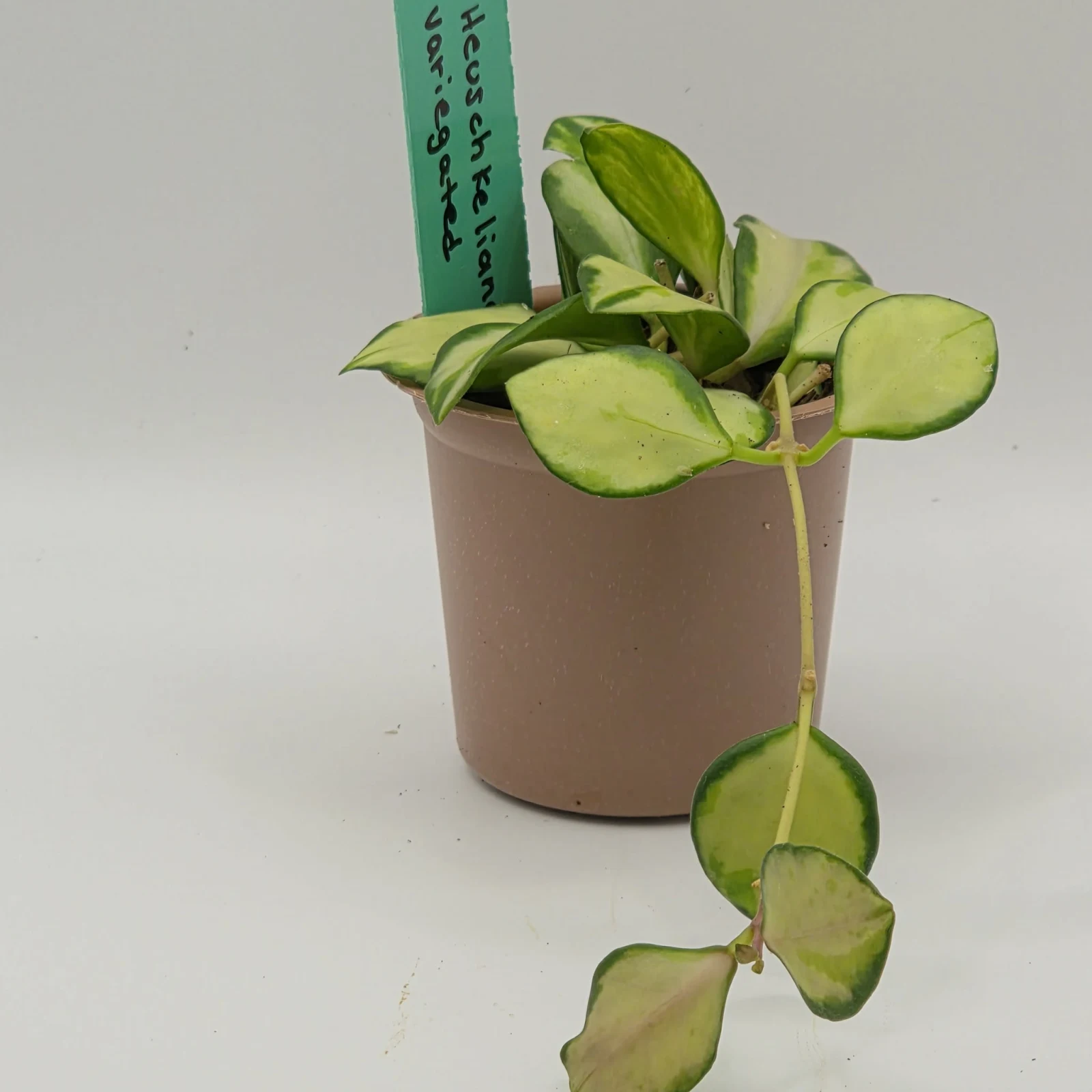 Hoya Heuschkeliana Variegated houseplant with trailing vines in tan pot with care label.