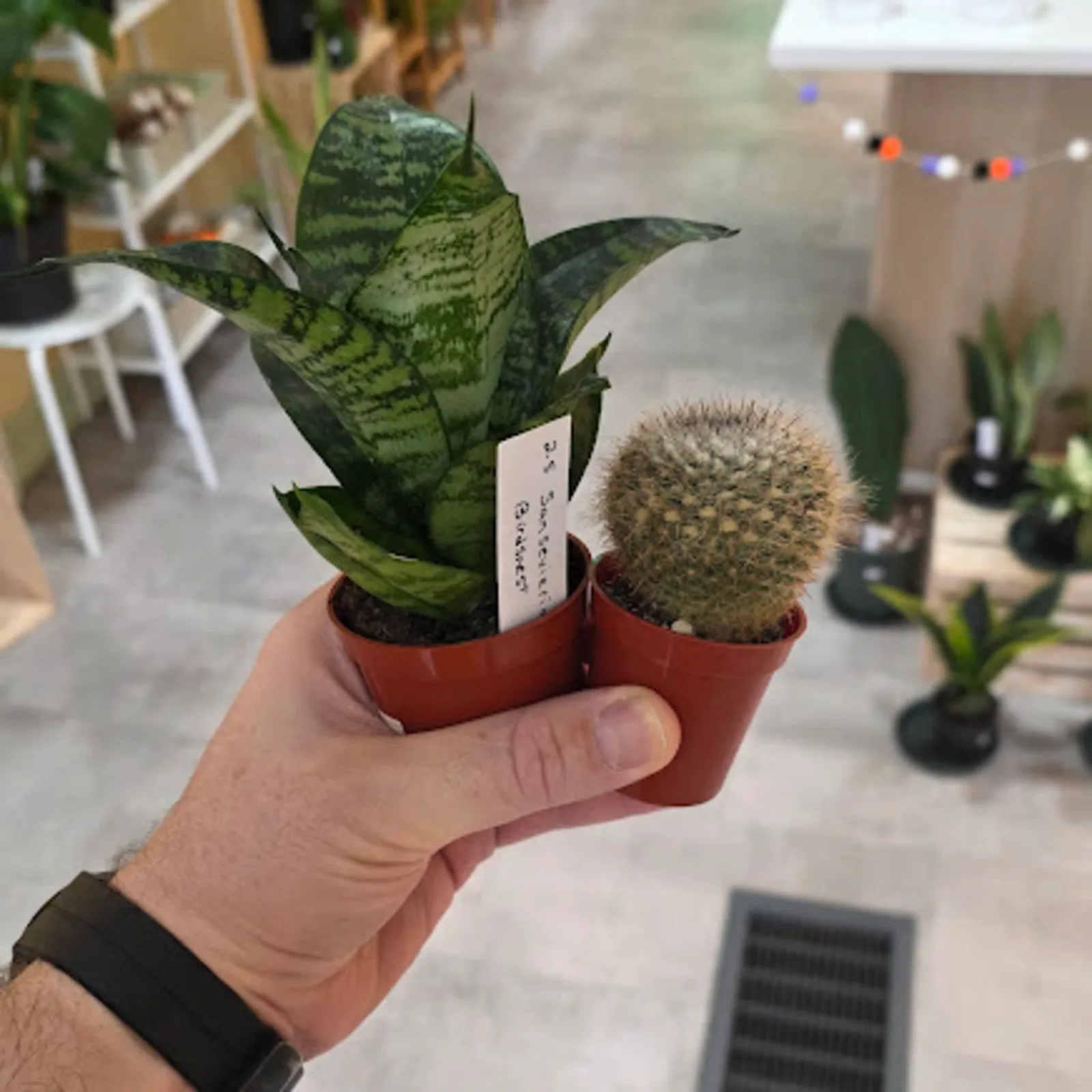 Easy-Care Duo — image 2