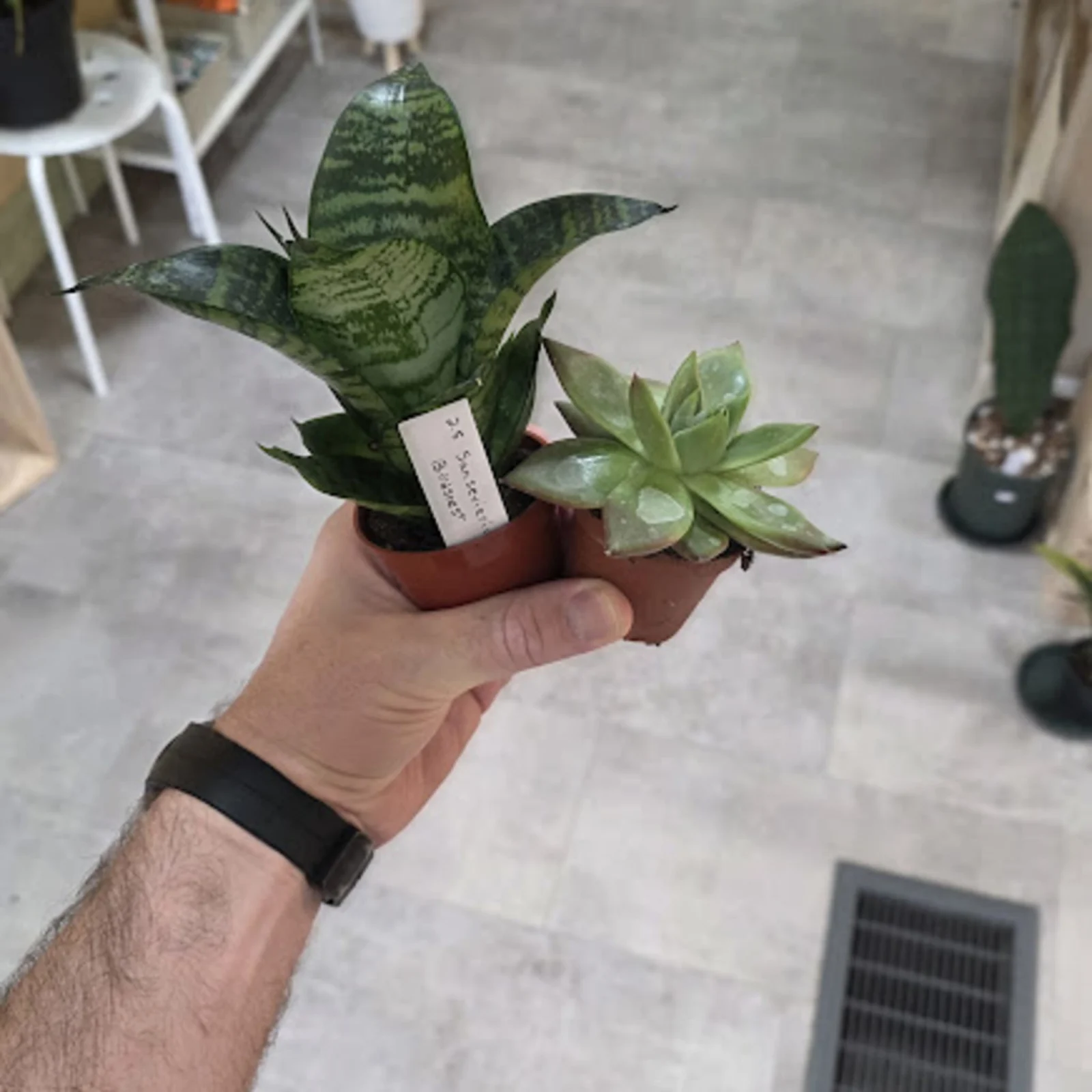 Easy-Care Duo houseplant with snake plant and succulent in terracotta pot, held in hand.