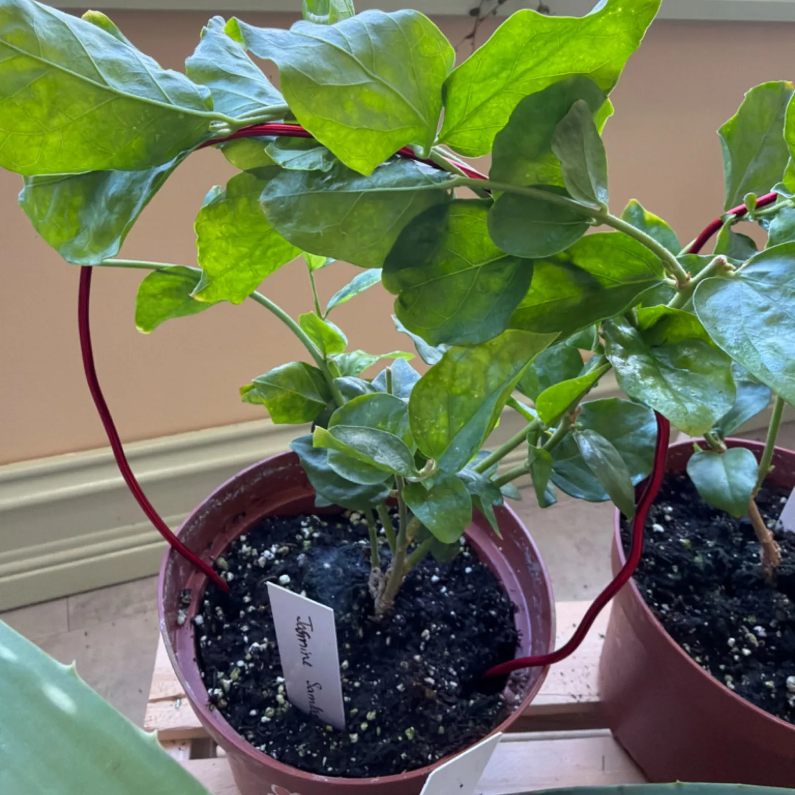Jasmine Sambac on Trellis with green leaves in burgundy pot with support stake