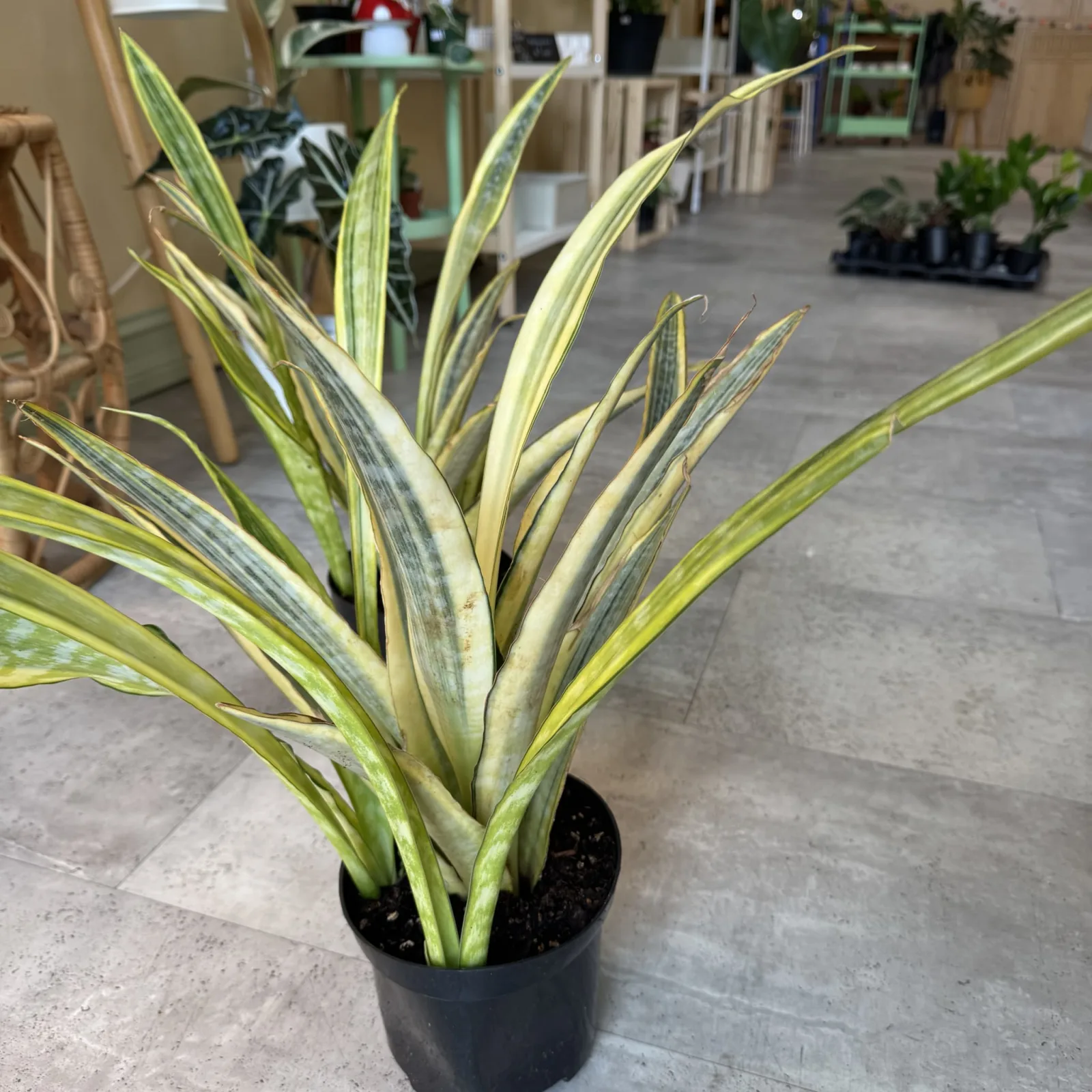 Sansevieria Lauren with variegated yellow and green striped leaves in black pot.