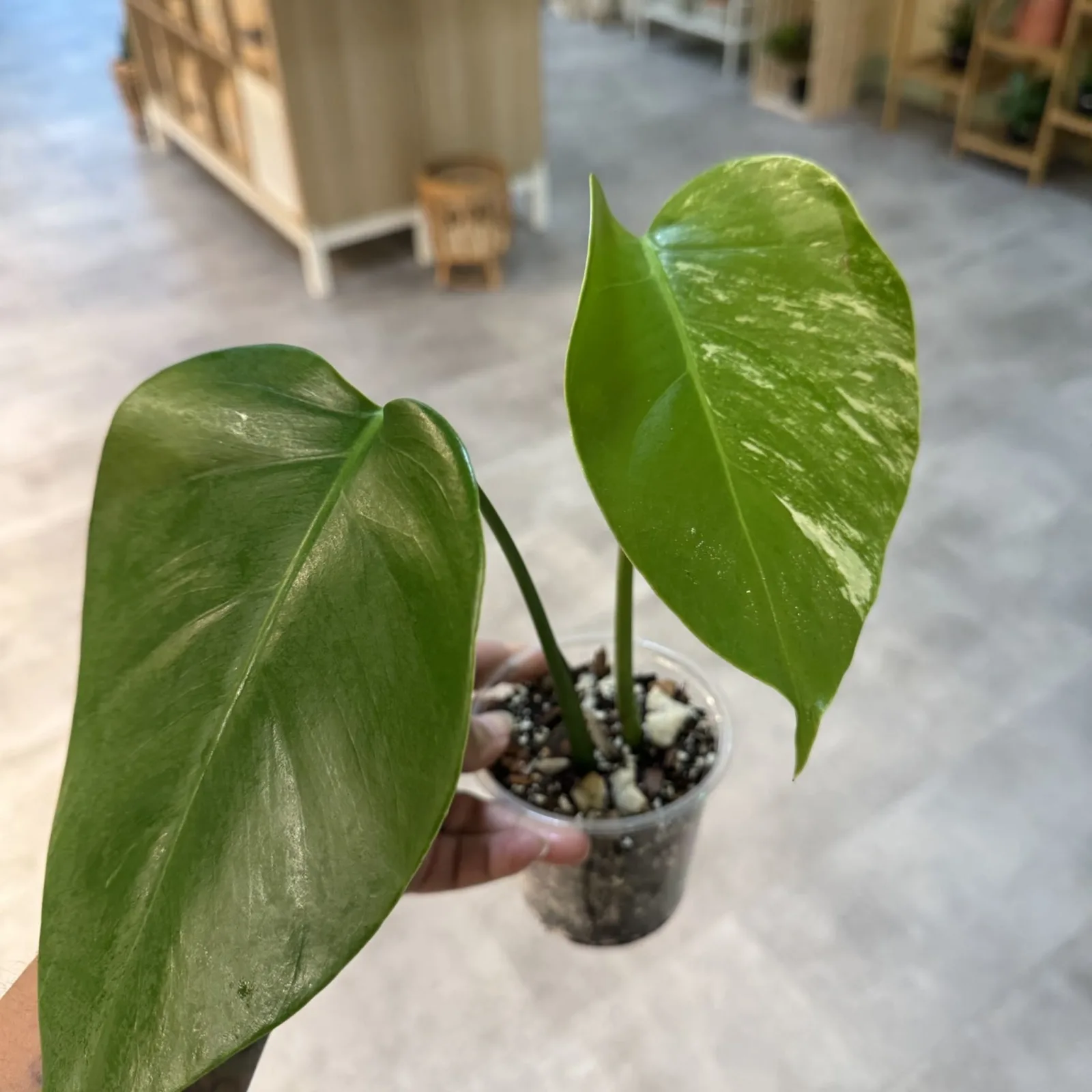 Monstera Albo low variegation houseplant with green leaves in small nursery pot