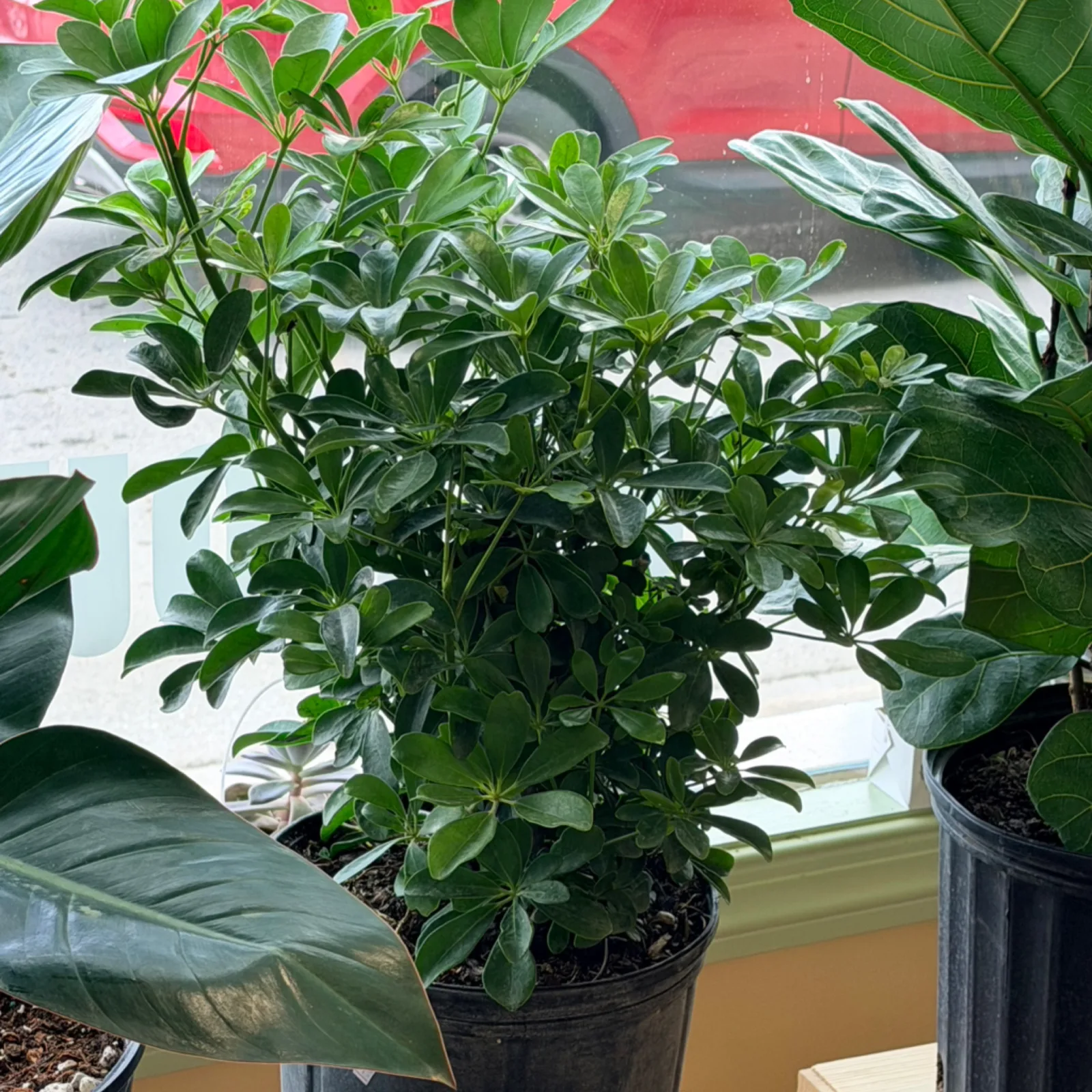 Schefflera arboricola umbrella tree in black pot with green foliage indoors