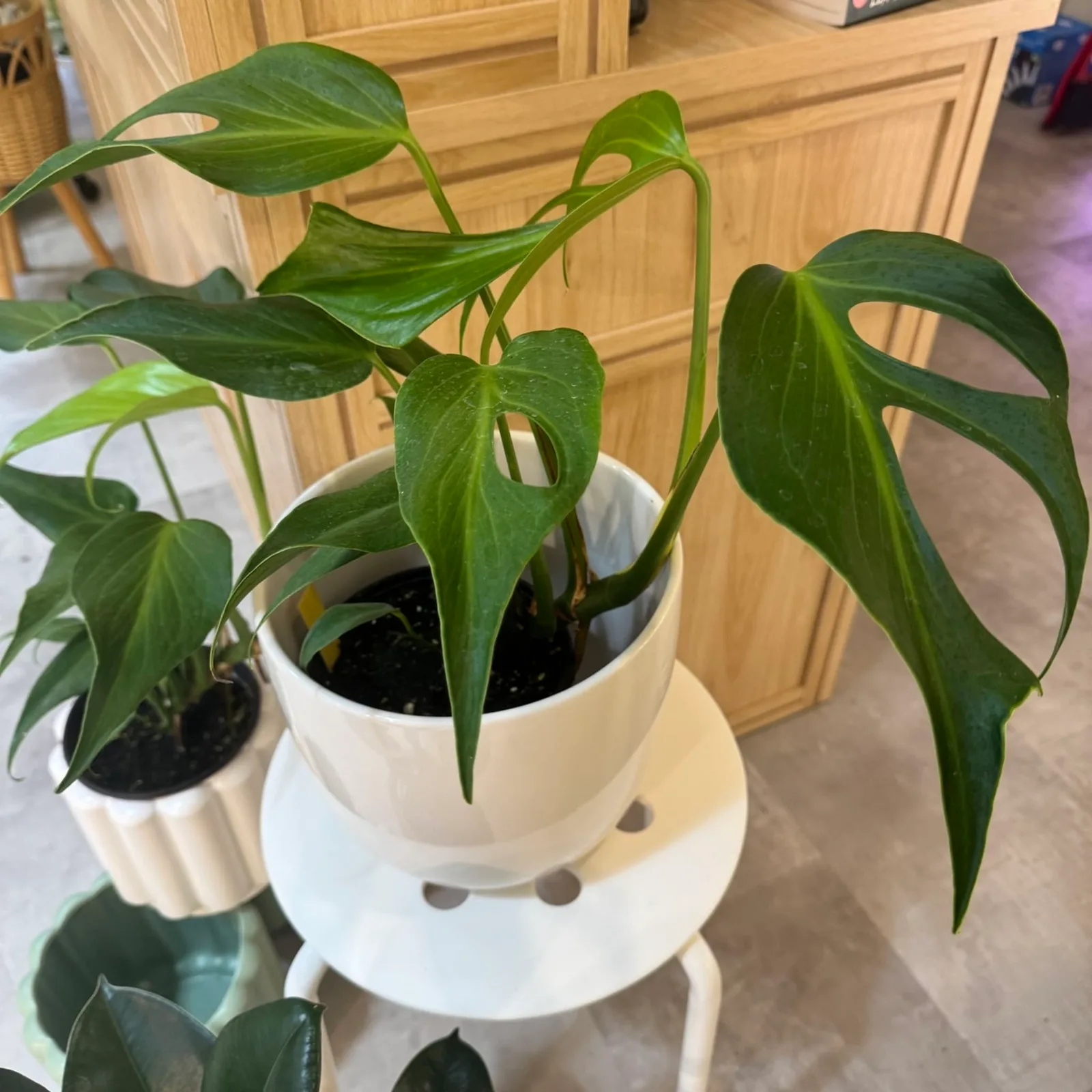 Monstera Burle Marx Flame 6" — image 2