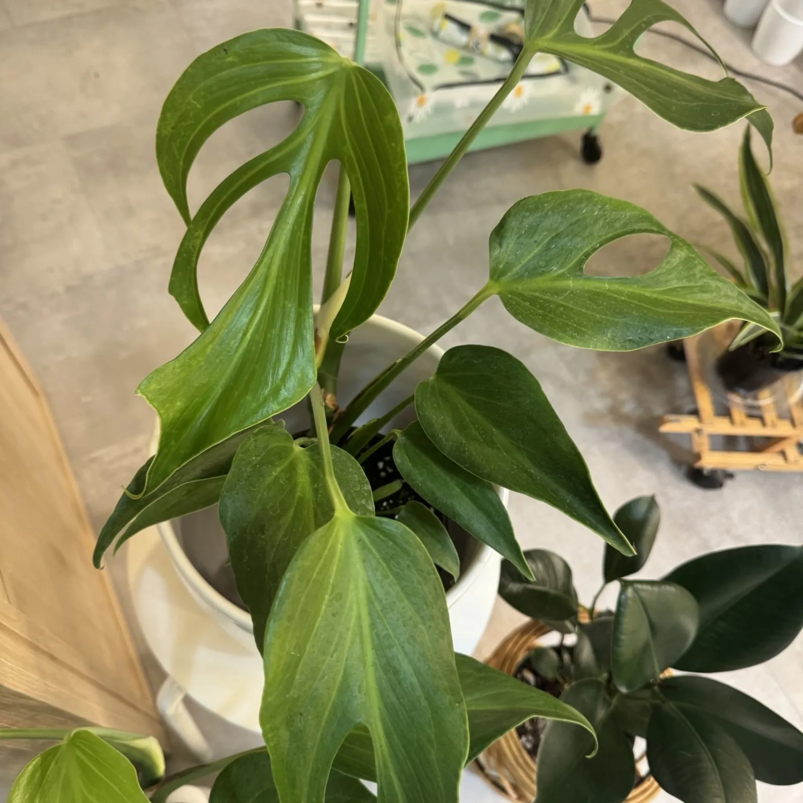 Monstera Burle Marx Flame 6" houseplant with green leaves in white ceramic pot.