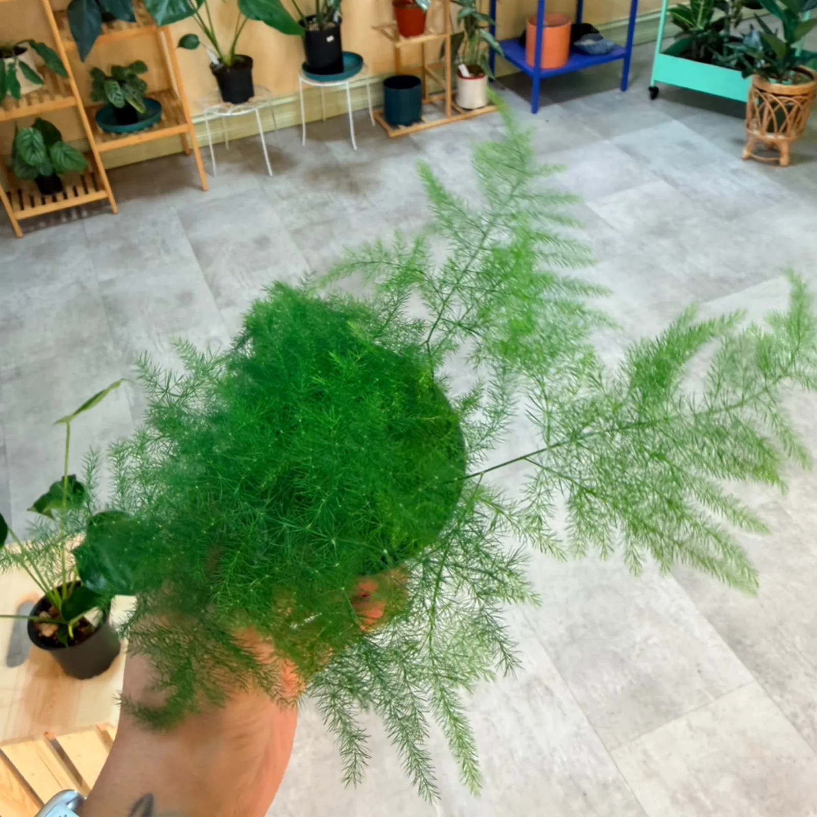 Fern Plumosa with feathery green fronds in terracotta pot, indoor plant display.