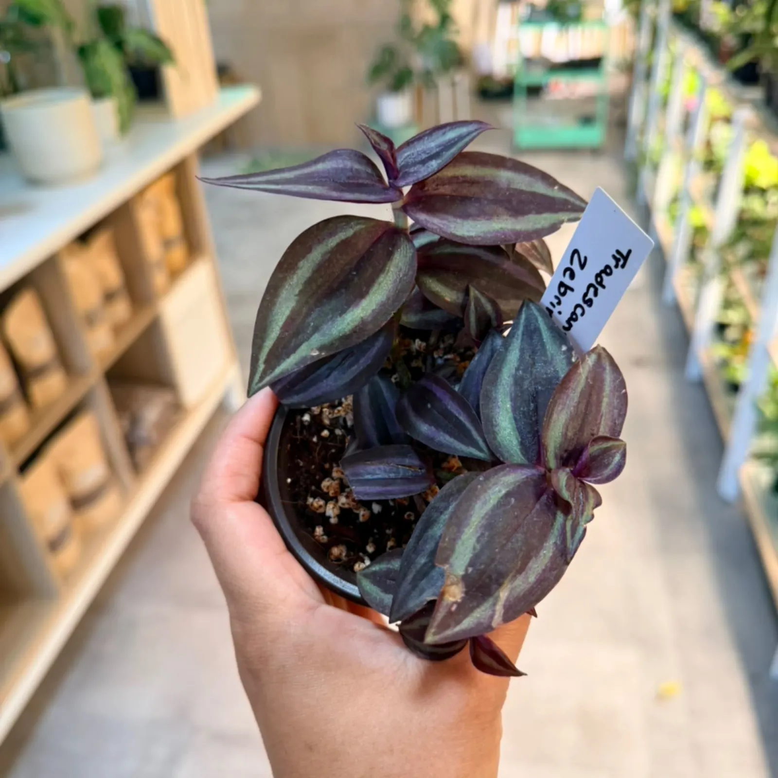 Tradescantia Zebrina with deep purple striped leaves in small terracotta pot, held in hand.