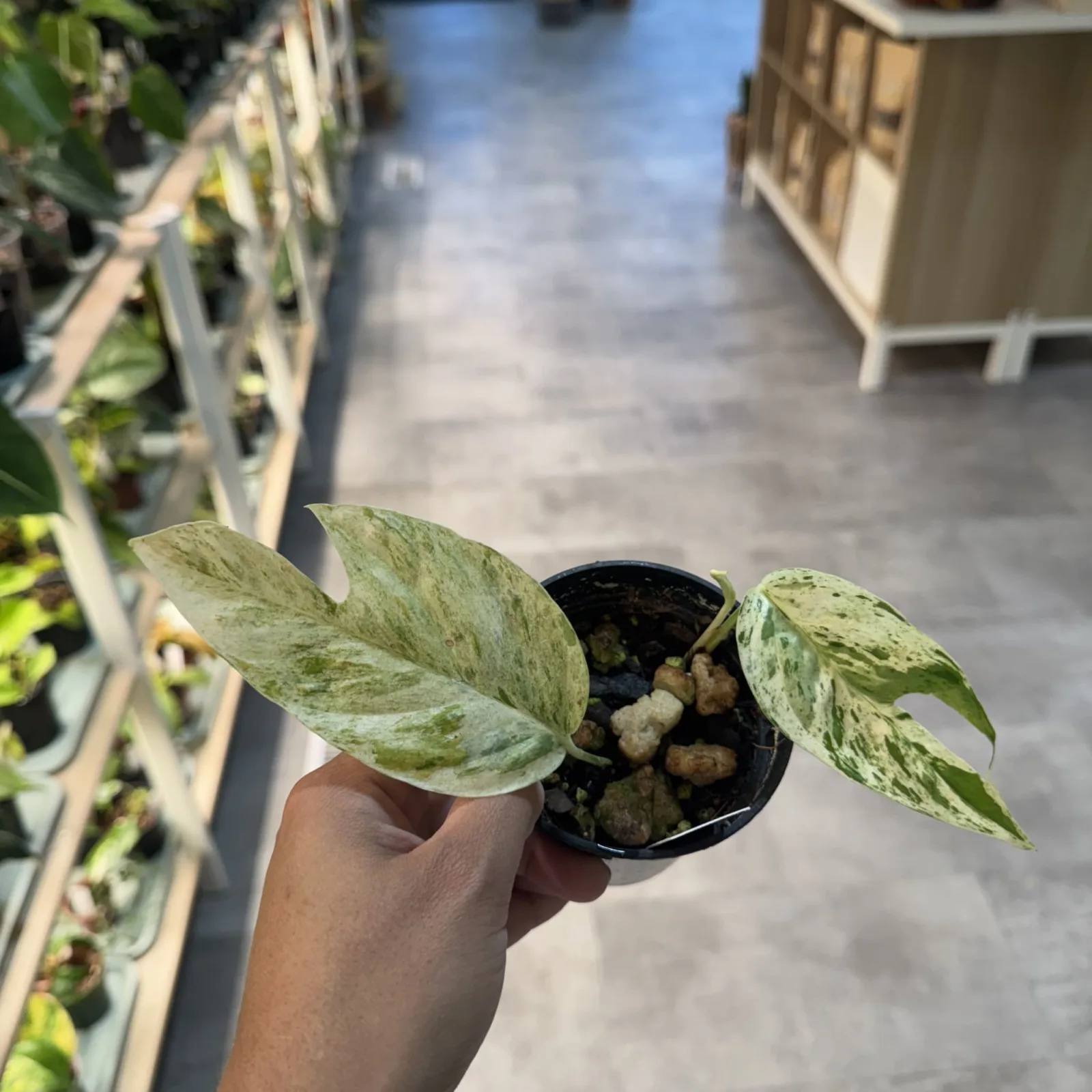 Epipremnum Pinnatum Marble houseplant with variegated green and white leaves in black pot.