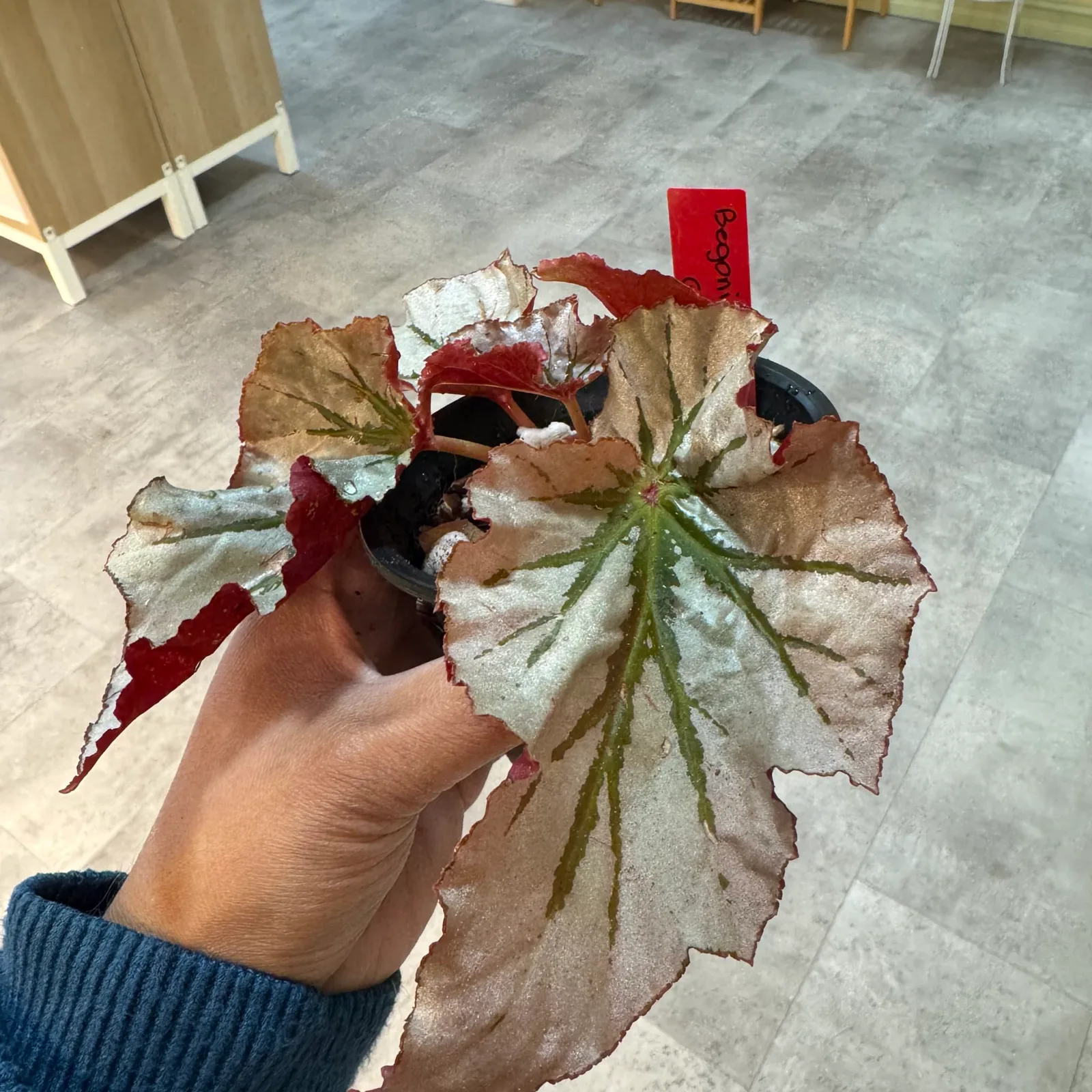 Begonia Looking Glass — image 2