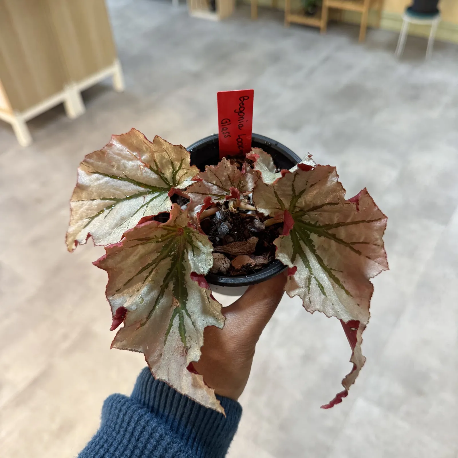 Begonia Looking Glass houseplant with burgundy leaves in black pot with red stake.