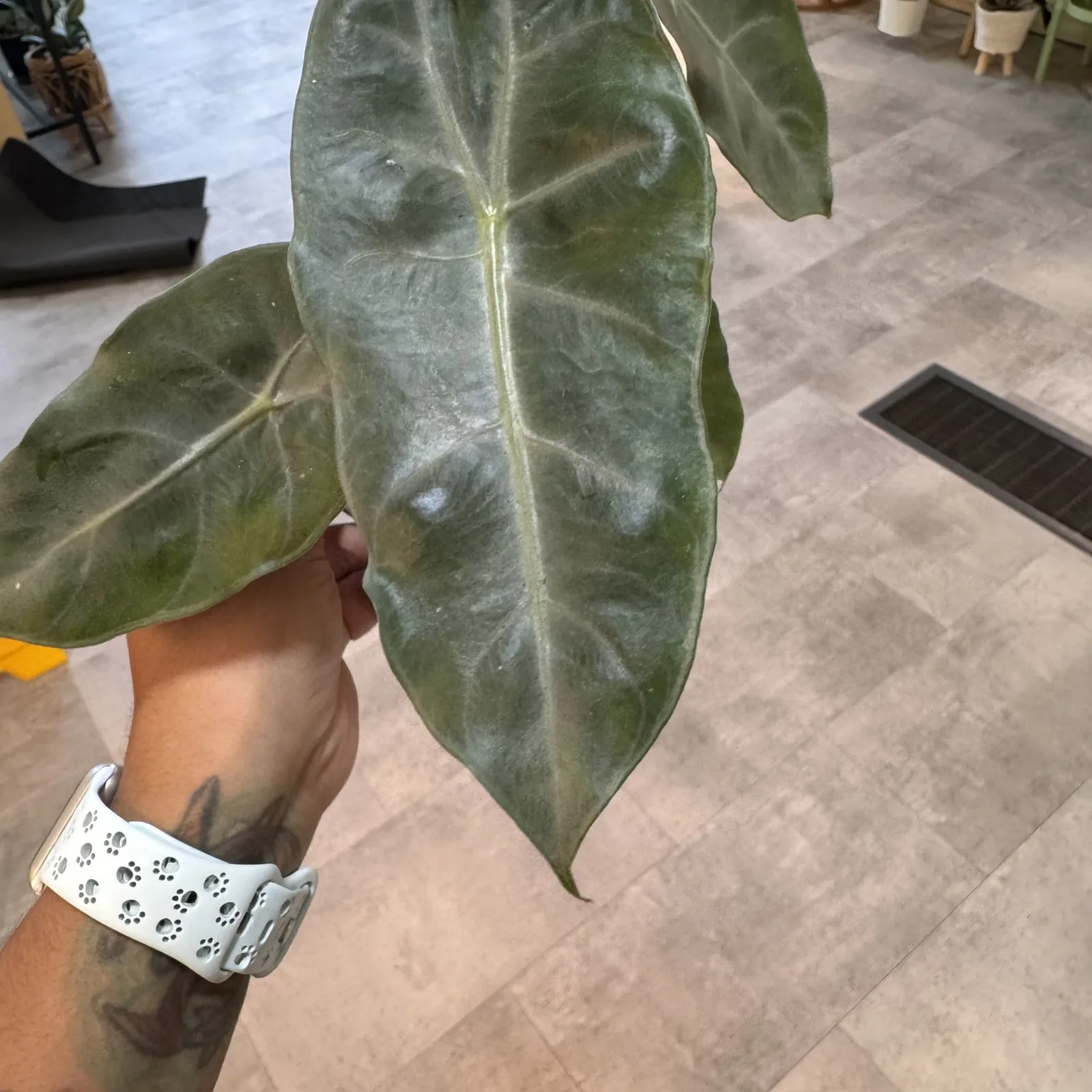 6" Alocasia Pink Dragon houseplant with large green veined leaves held in hand