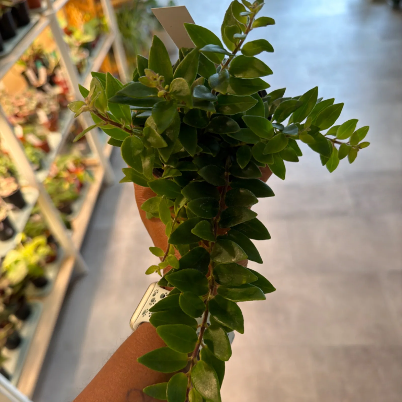 Lipstick Plant 'Japhrolepis' in 4 inch terracotta pot with trailing green foliage
